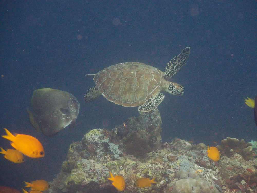 Green Turtle, Spadefish, and Chromis(es?)