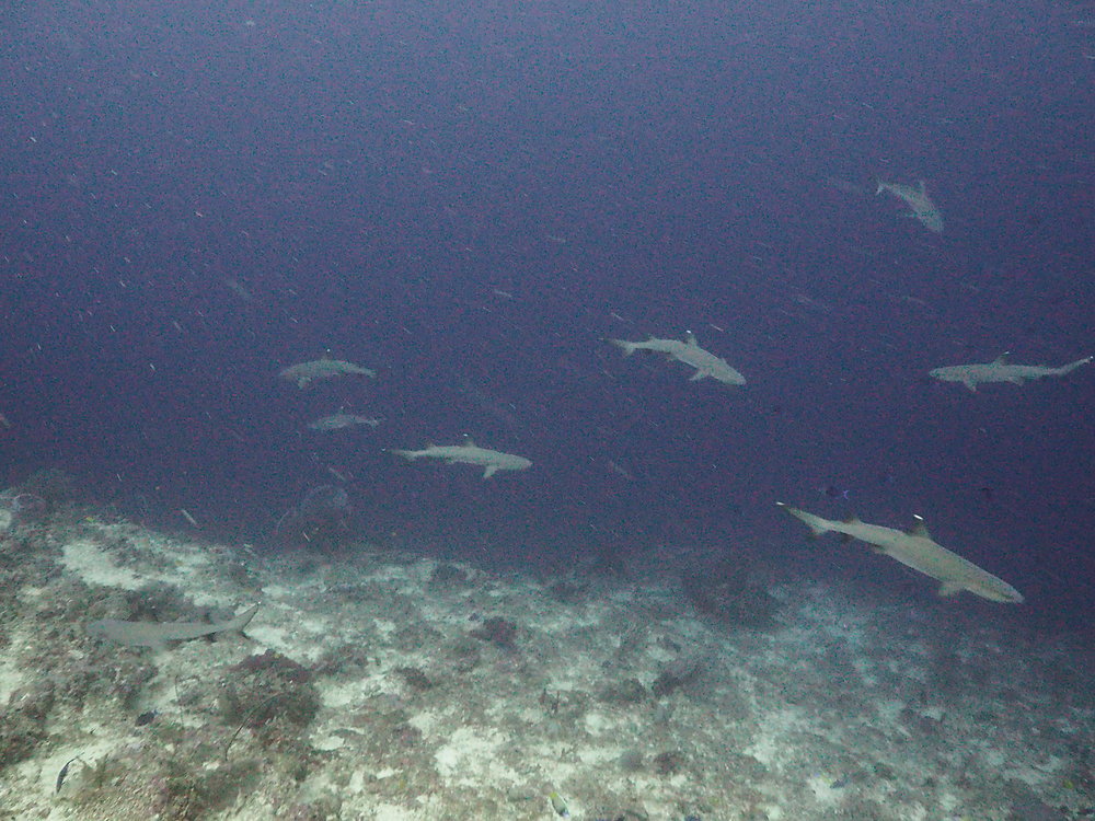 School of Whitetip Reef Sharks