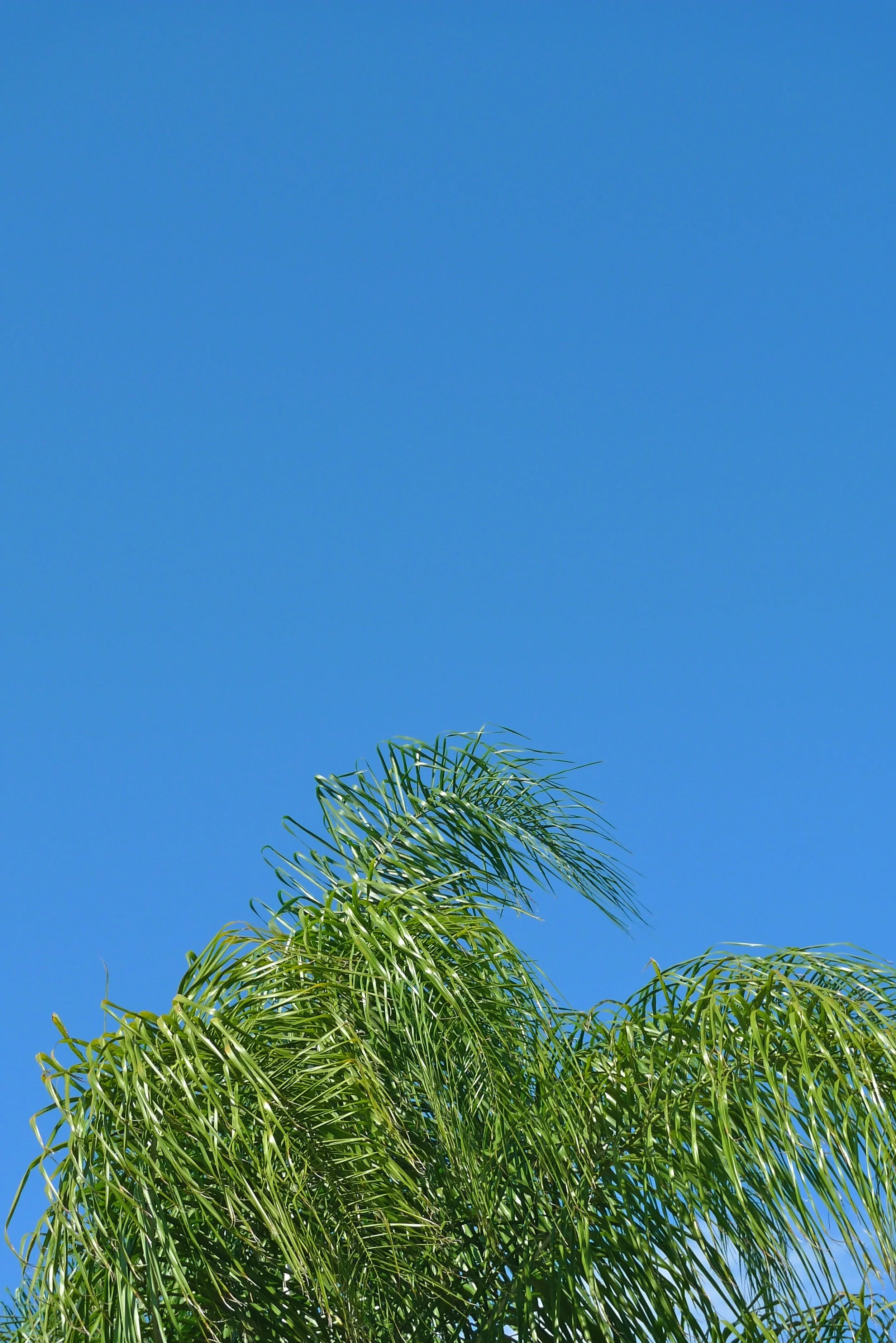  Blue green 2 (2011):  Ink jet print, 30"x20"  