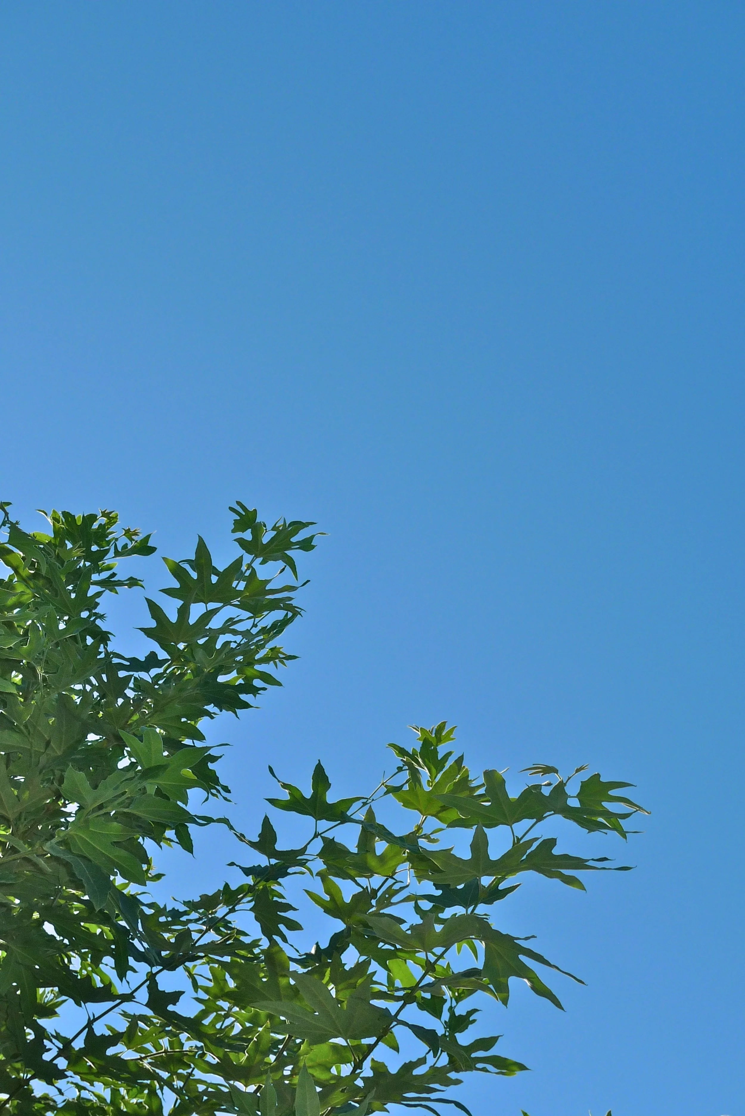  Blue green 6 (2011):  Ink jet print, 30"x20"  