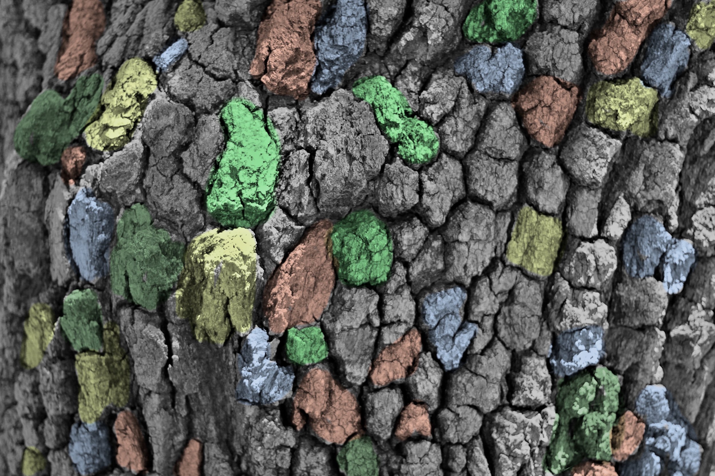  Detail (2010):  Ink jet print, 20"x30"  