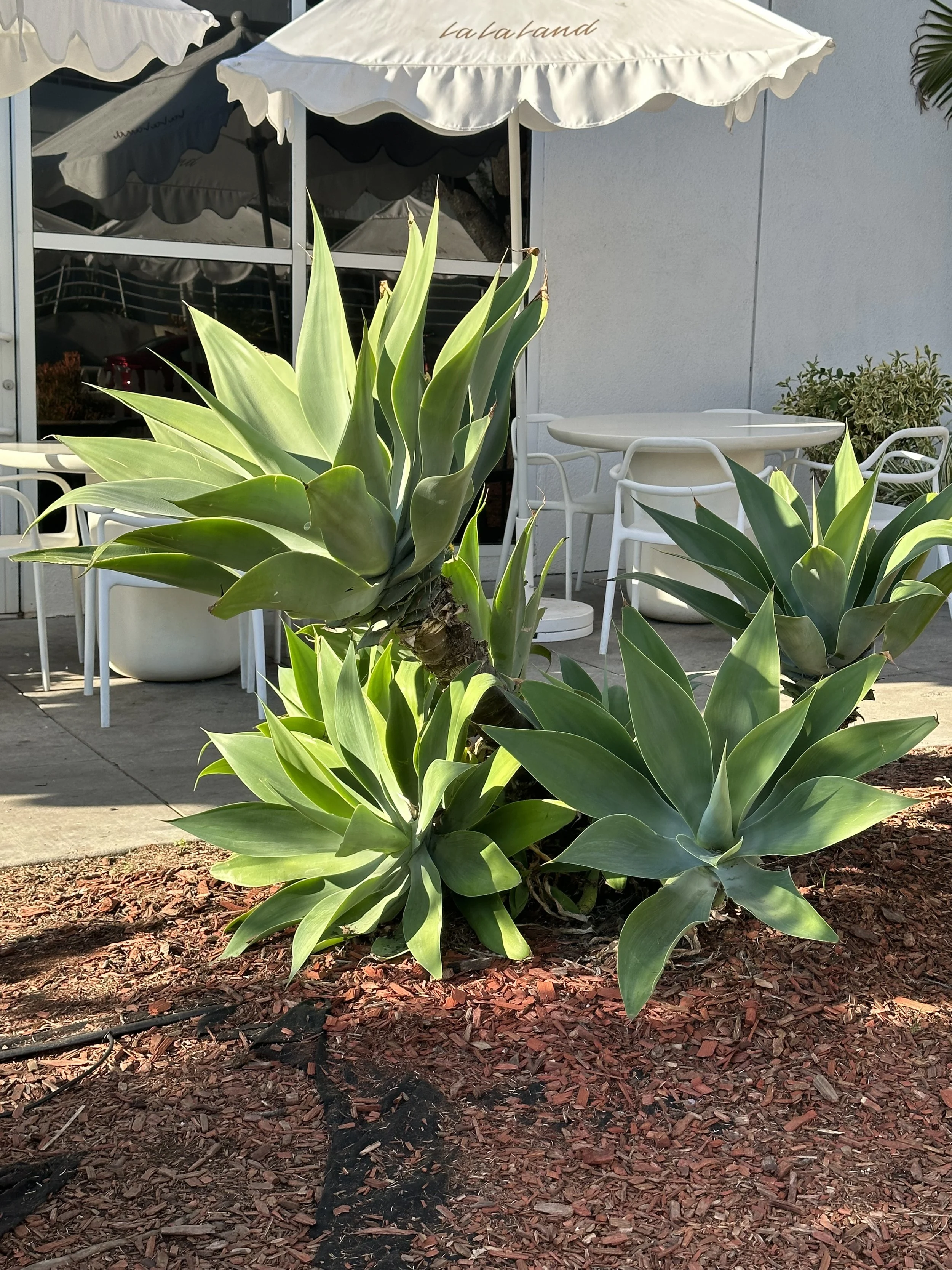  Plant 1 (2022):  Ink jet print, 30”x40”   