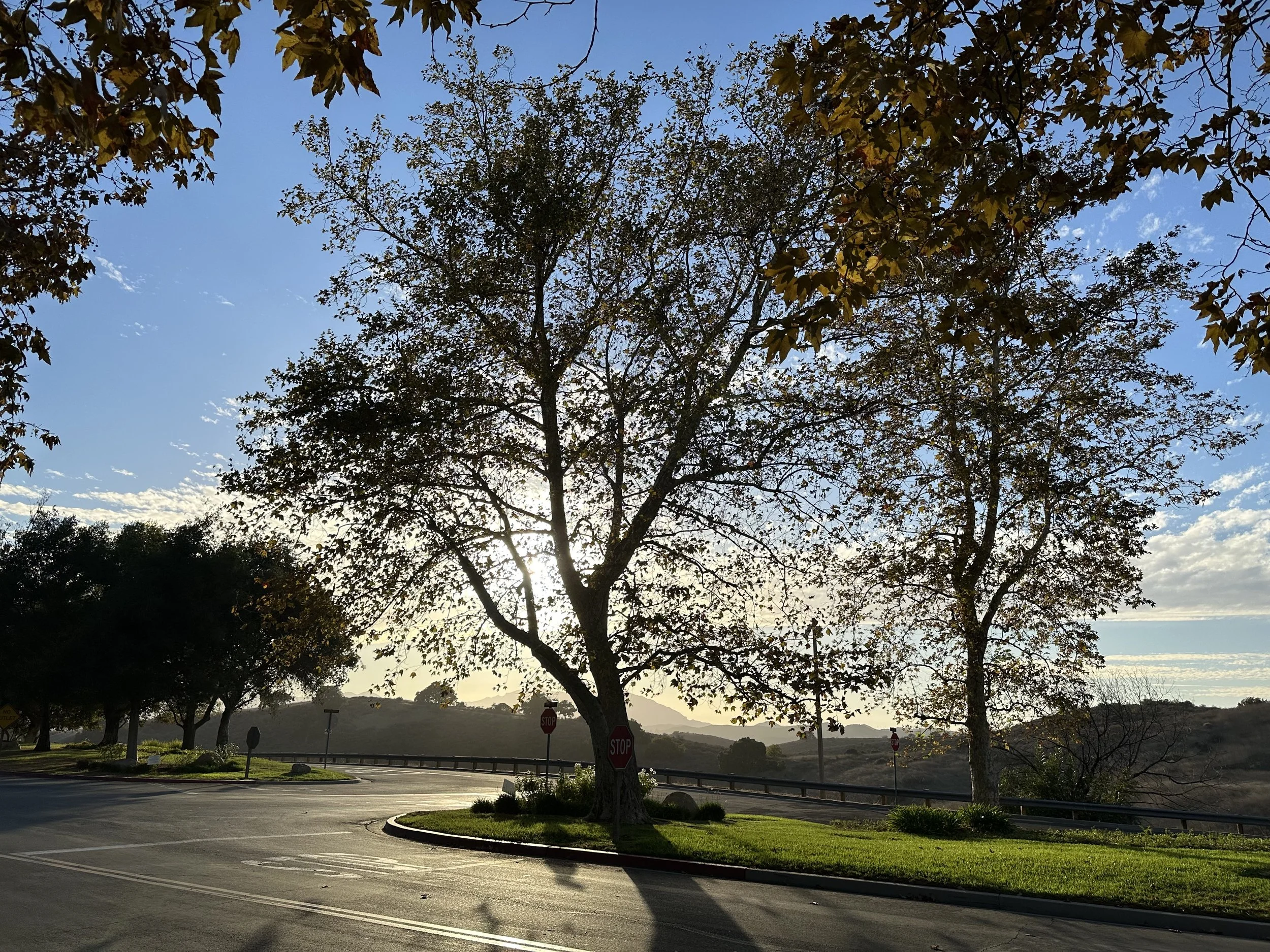  Trees 2 (2022):  Ink jet print, 30”x40”   