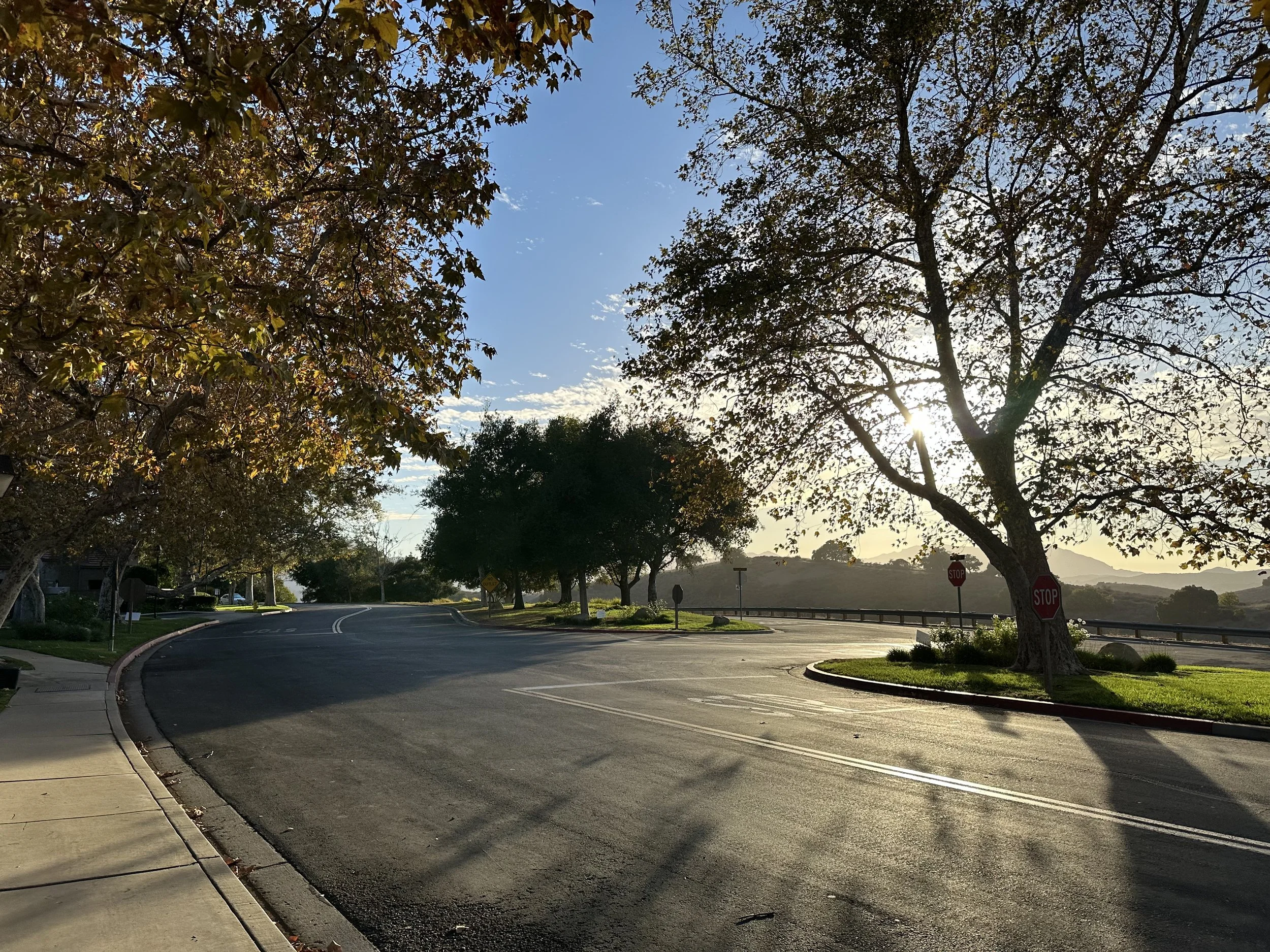  Trees 3 (2022):  Ink jet print, 30”x40”   