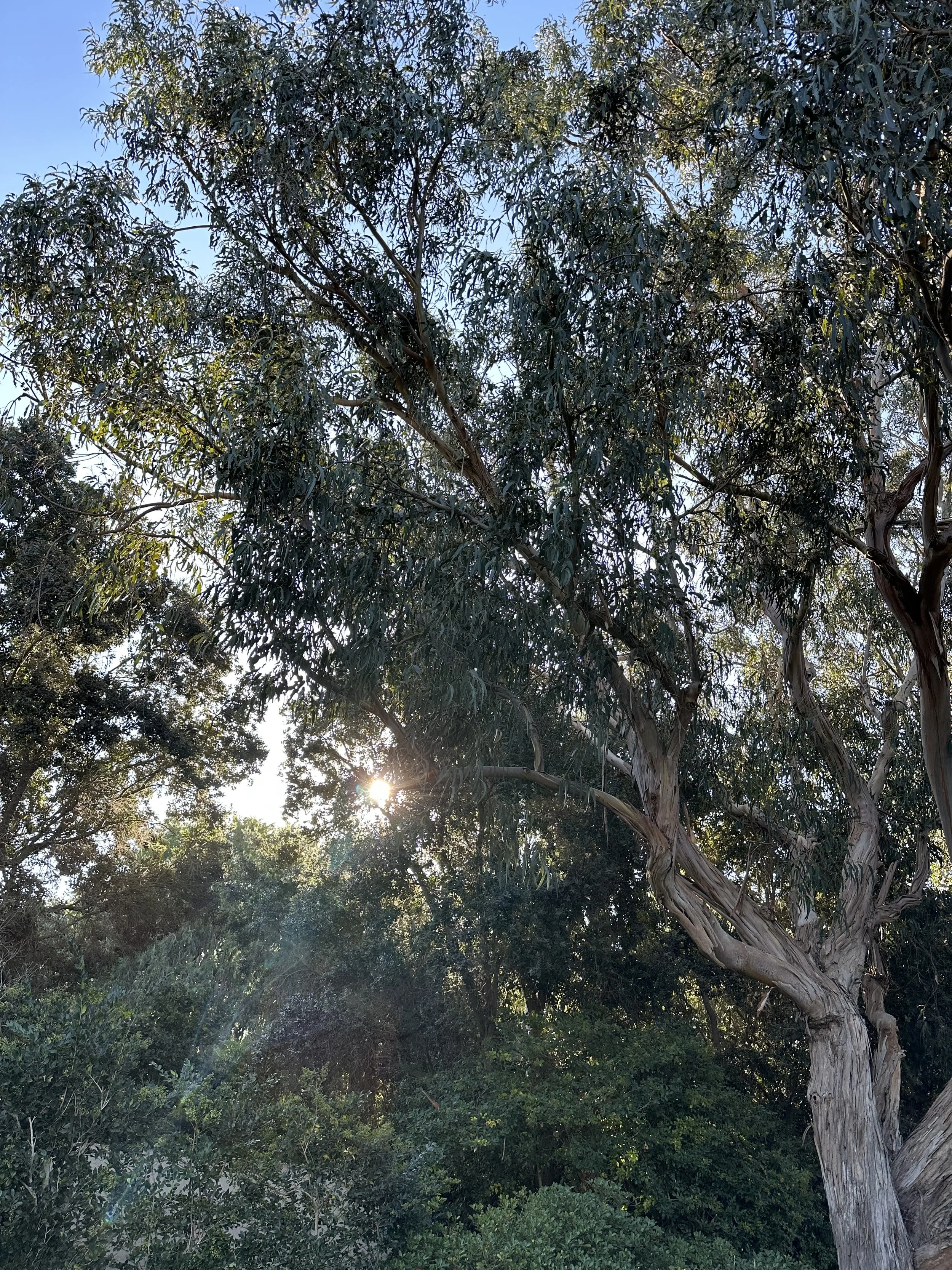  Trees 4 (2022):  Ink jet print, 30”x40”   