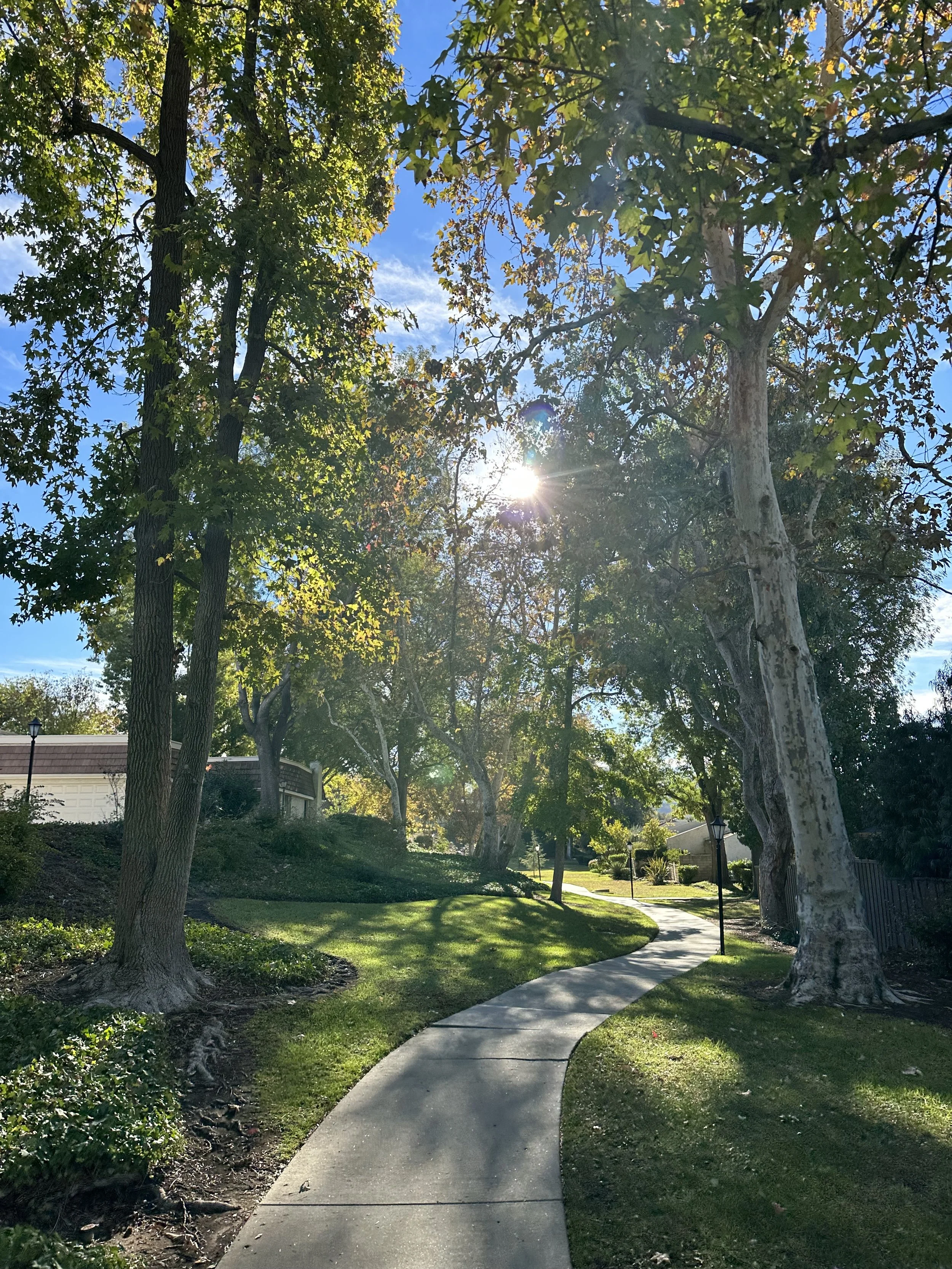  Trees 6 (2022):  Ink jet print, 30”x40”   