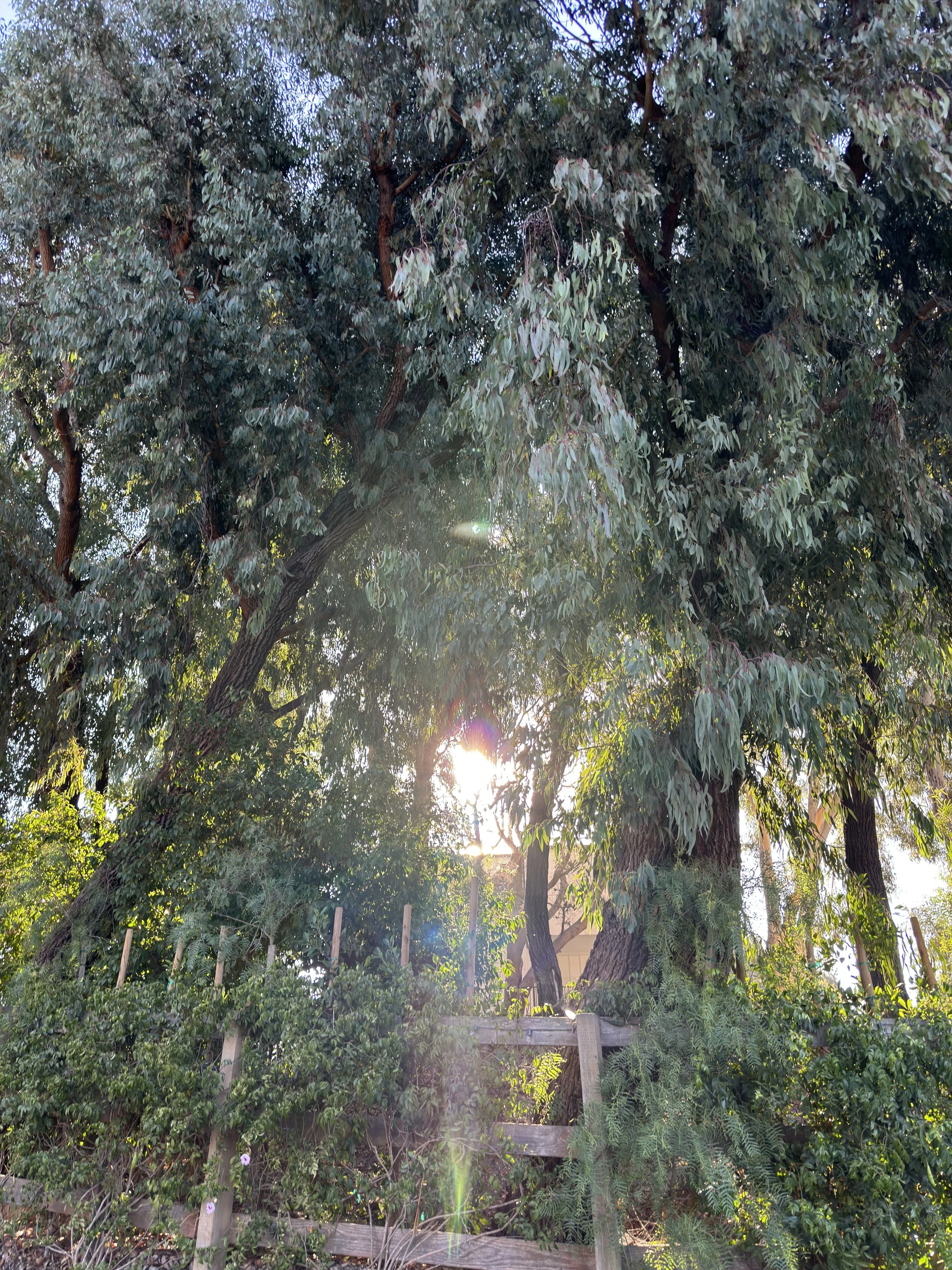  Trees 5 (2022):  Ink jet print, 30”x40”   