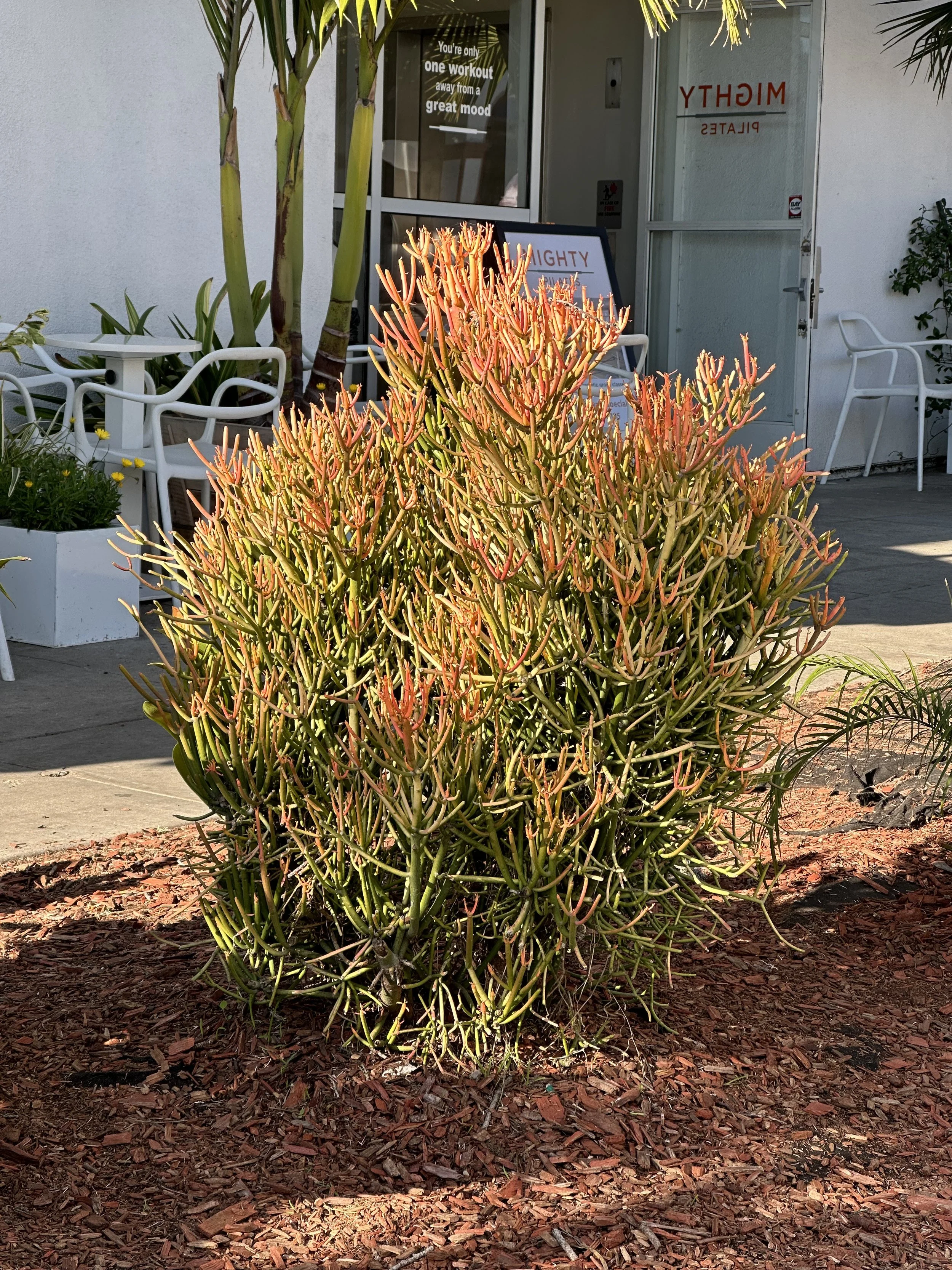  Plant 2 (2022):  Ink jet print, 30”x40”   