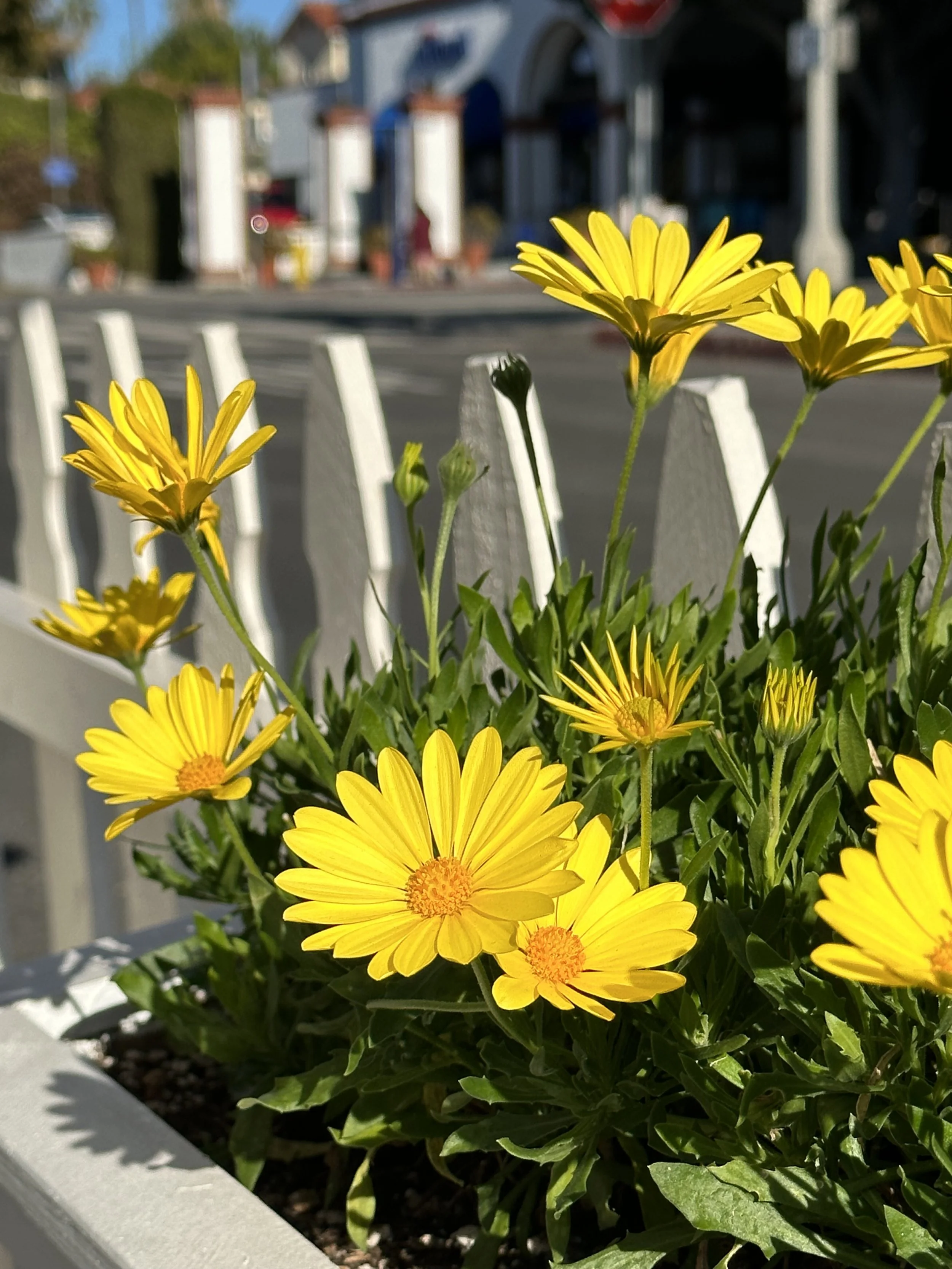  Flower (2022):  Ink jet print, 30”x40”   