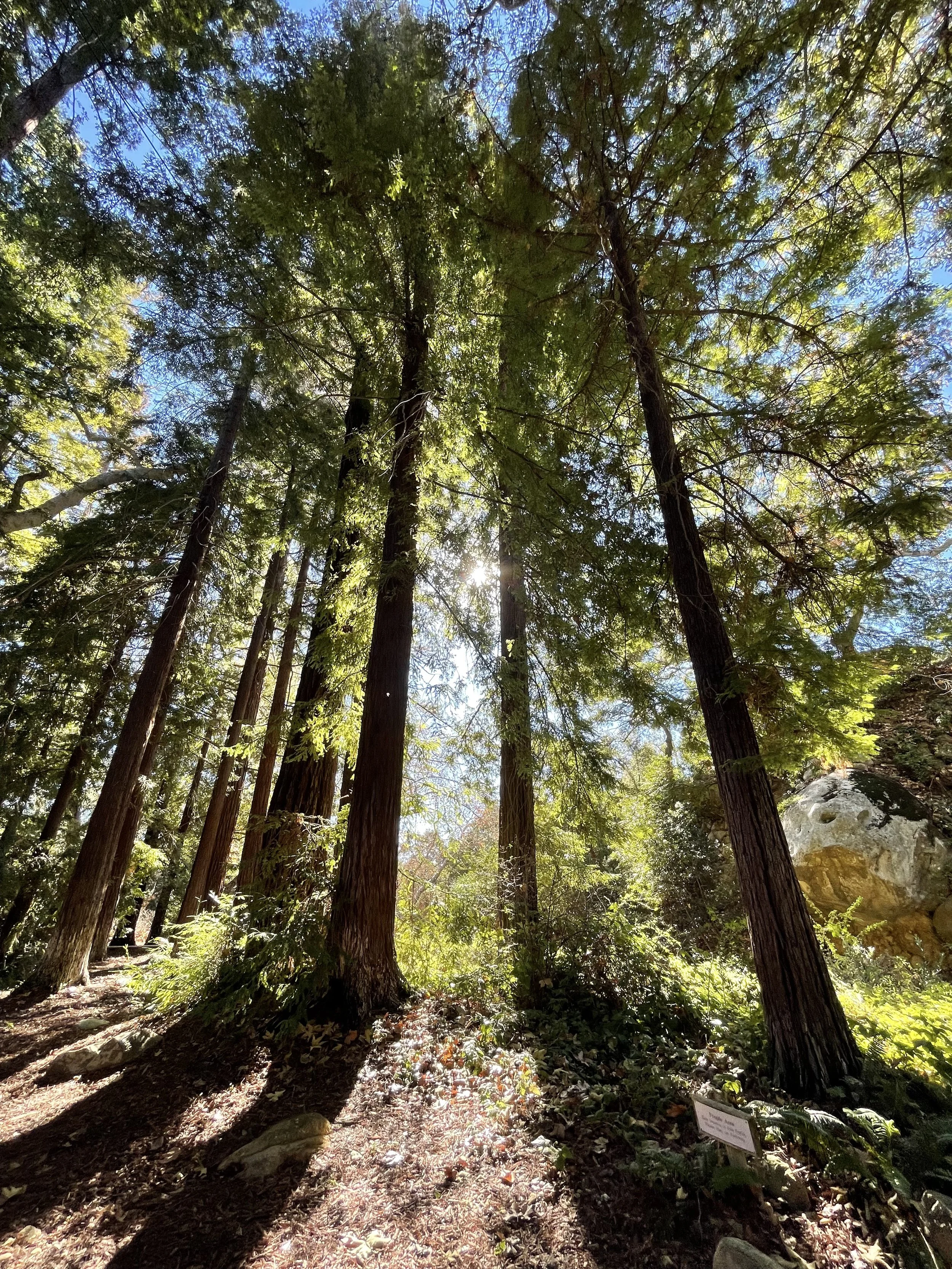  Trees 7 (2022):  Ink jet print, 30”x40”   