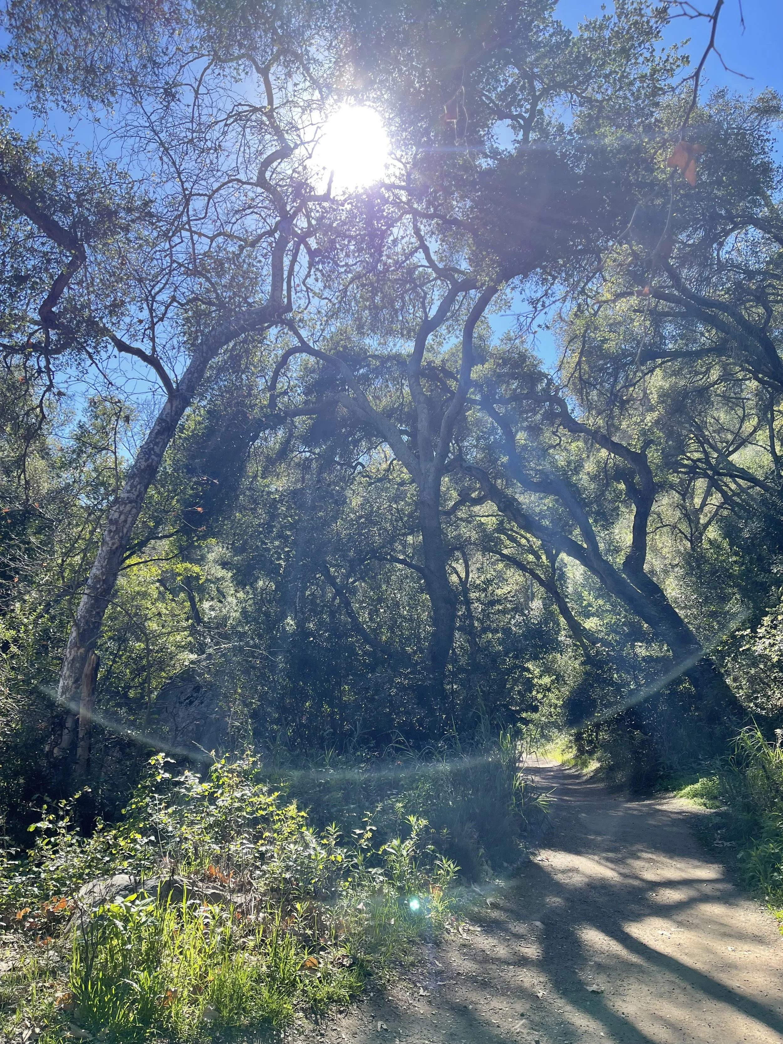  Trees 8 (2022):  Ink jet print, 30”x40”   