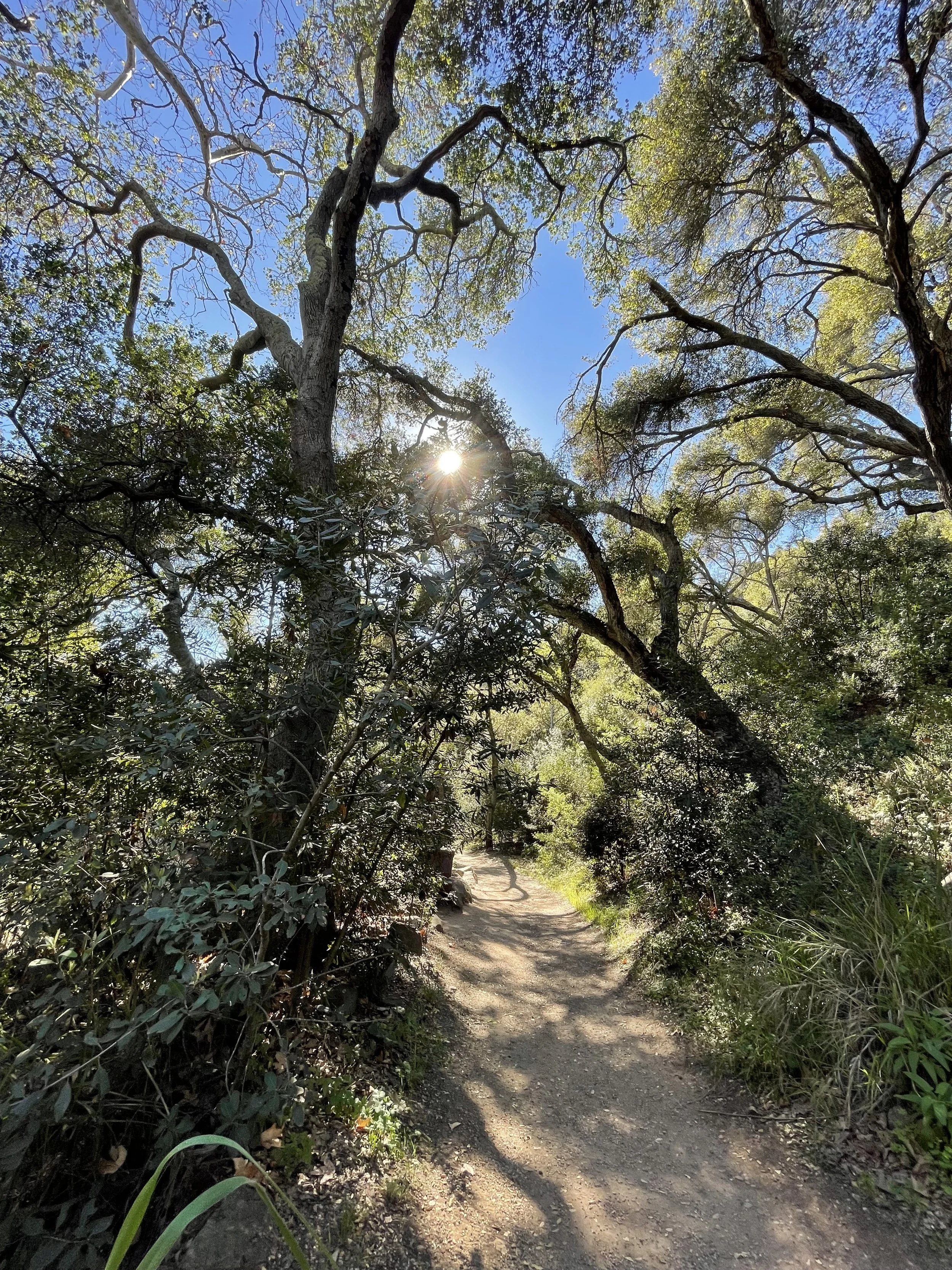  Trees 9 (2022):  Ink jet print, 30”x40”   