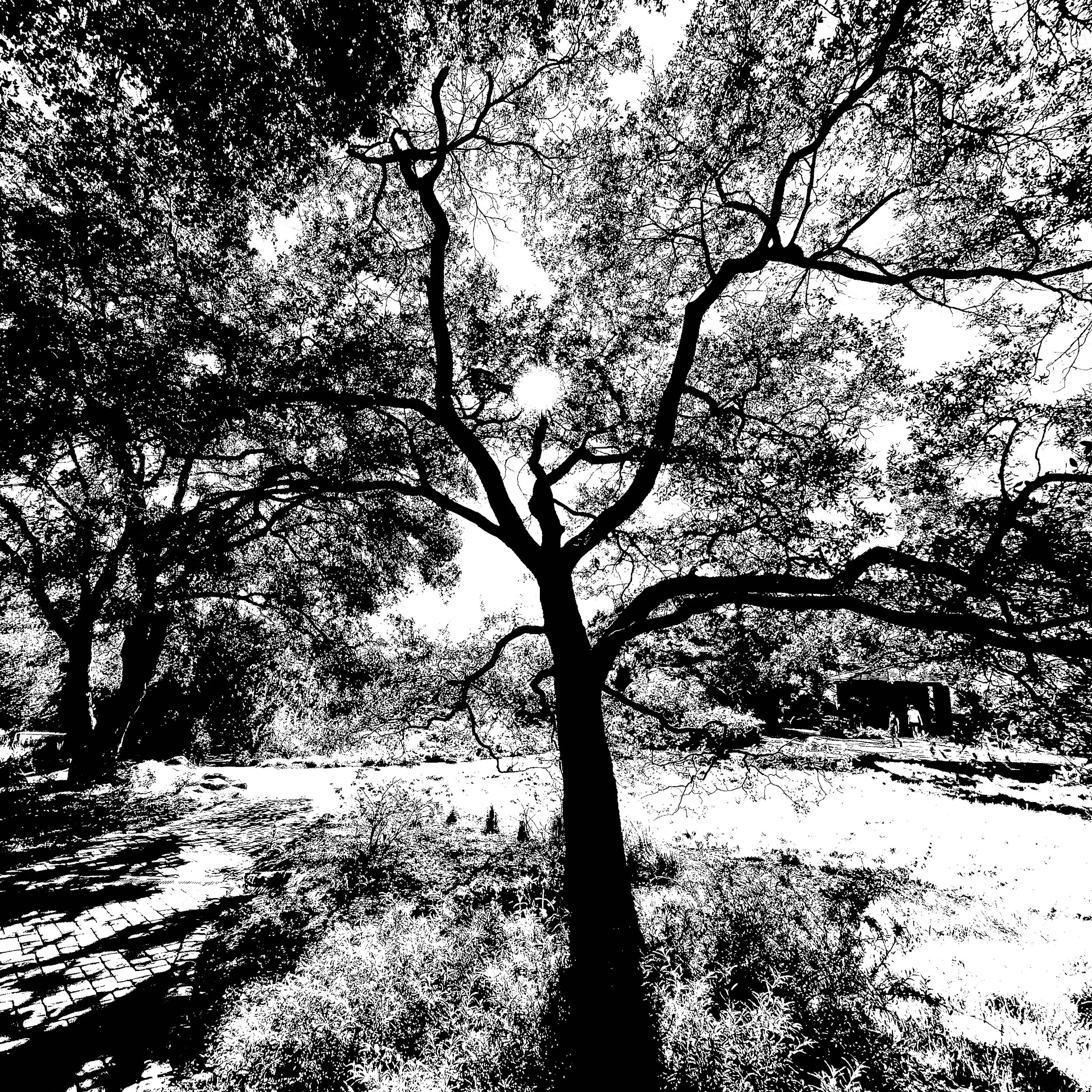  Trees 10 (2022):  Ink jet print, 30”x40”   