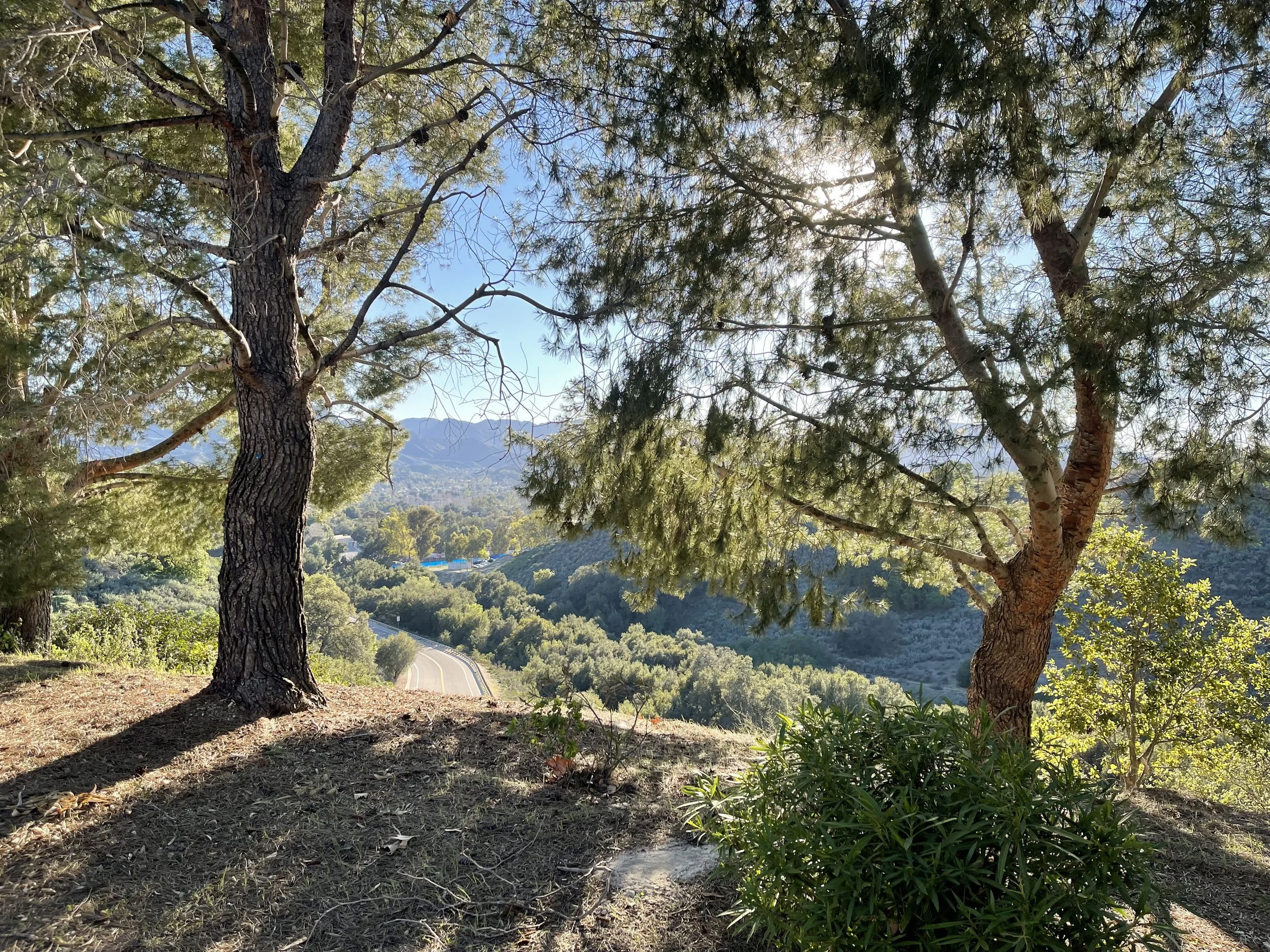  Trees 11 (2022):  Ink jet print, 30”x40”   