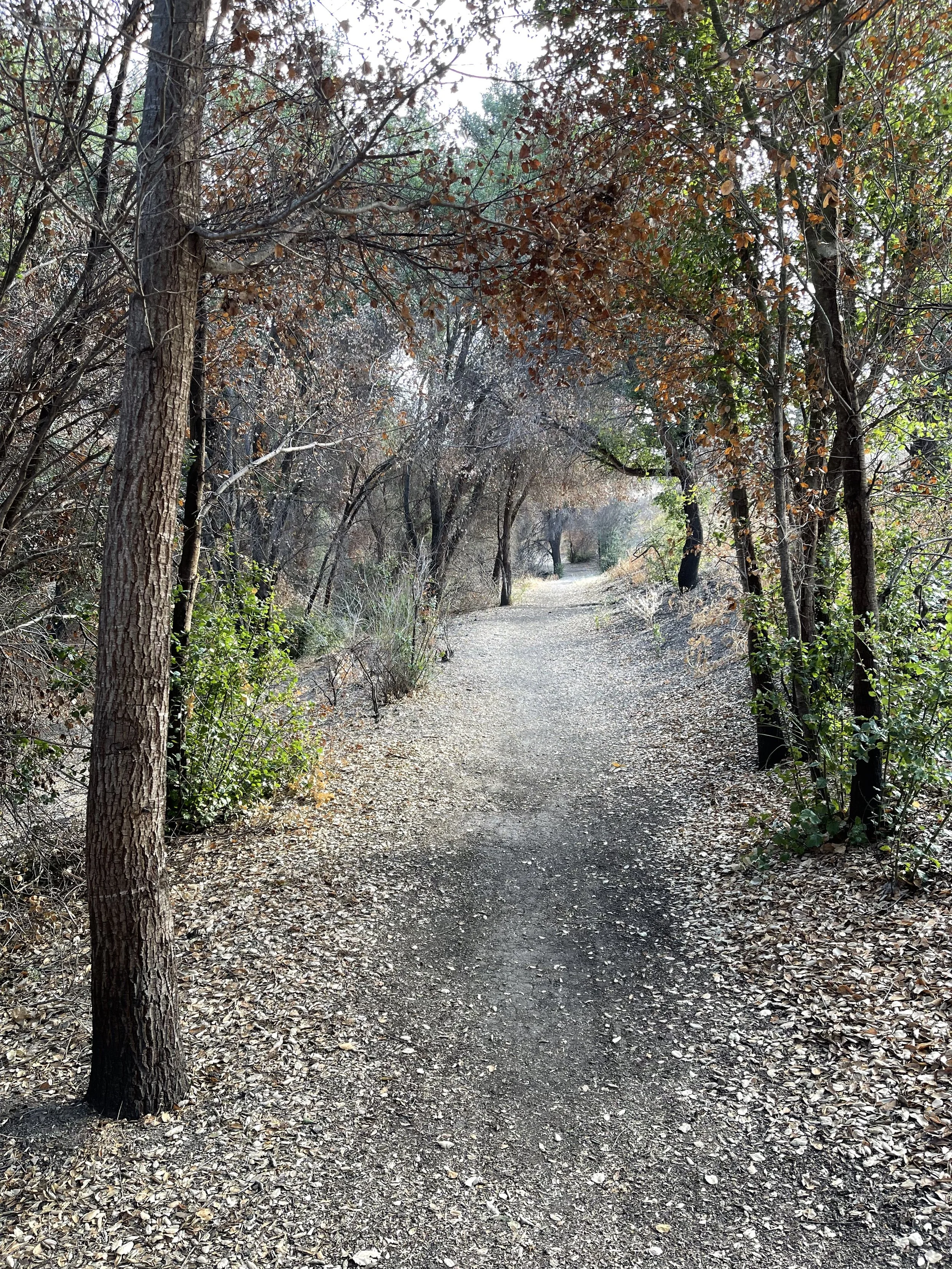  Trees 12 (2022):  Ink jet print, 30”x40”   