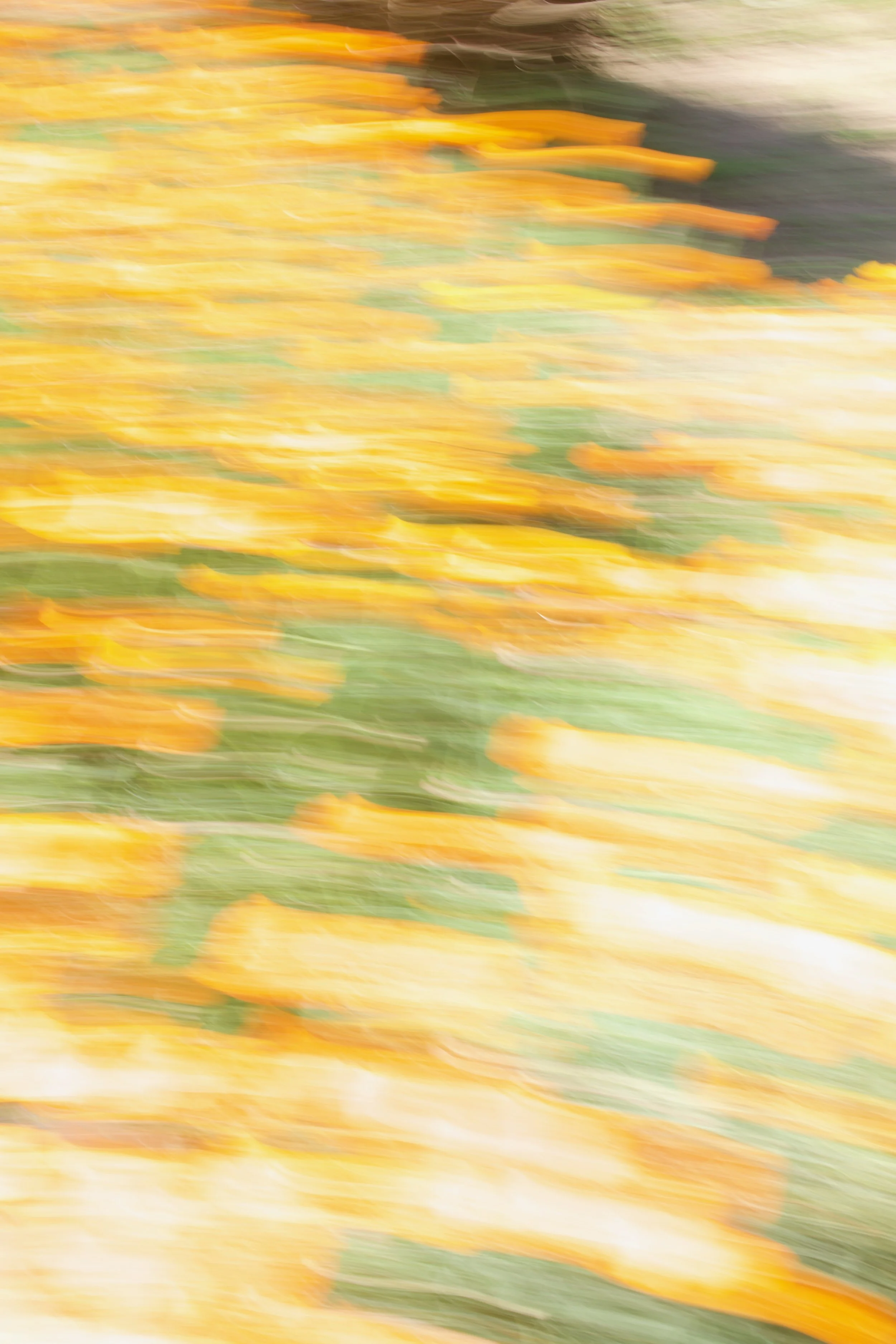  Movement 2023:183 (2023) C-print on wood panel, 60”x40” 