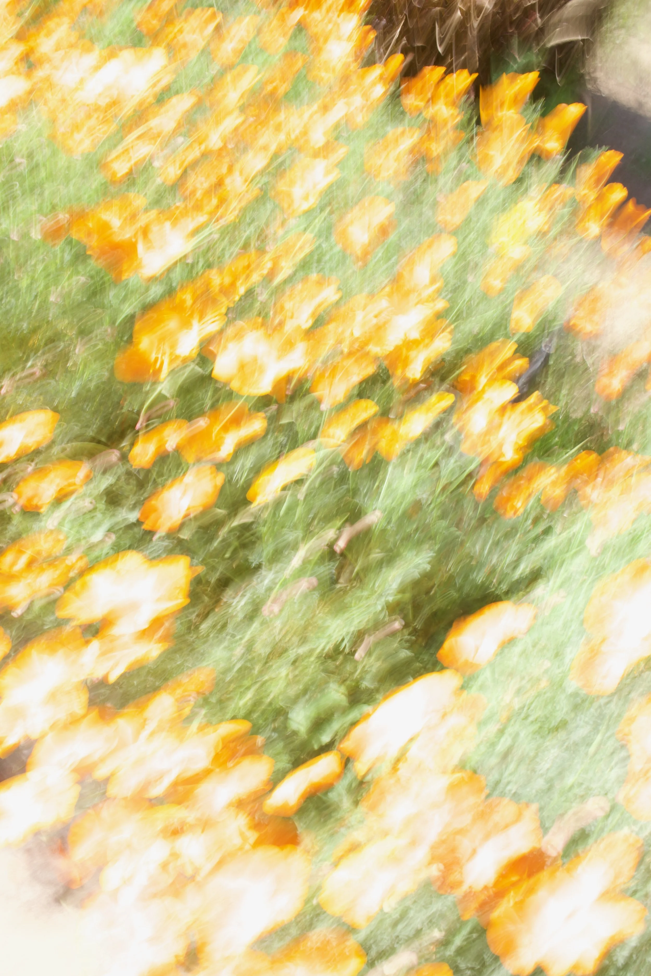  Movement 2023:185 (2023) C-print on wood panel, 60”x40” 