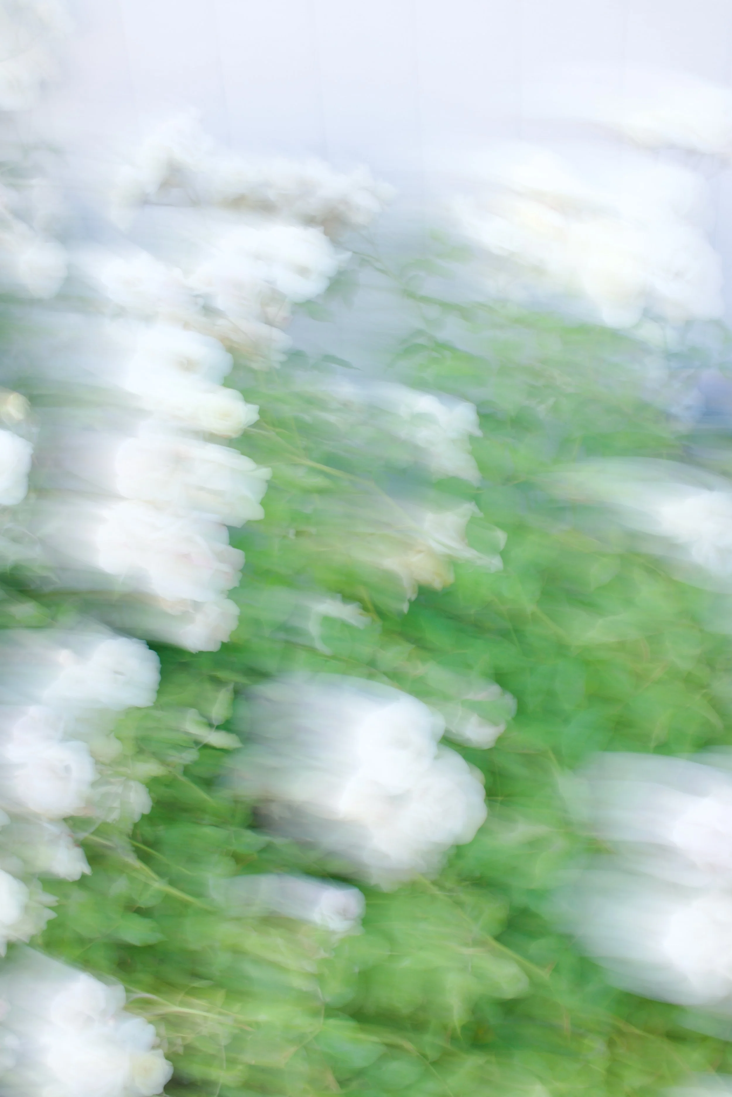  Movement 2023:350 (2023) C-print on wood panel, 60”x40” 