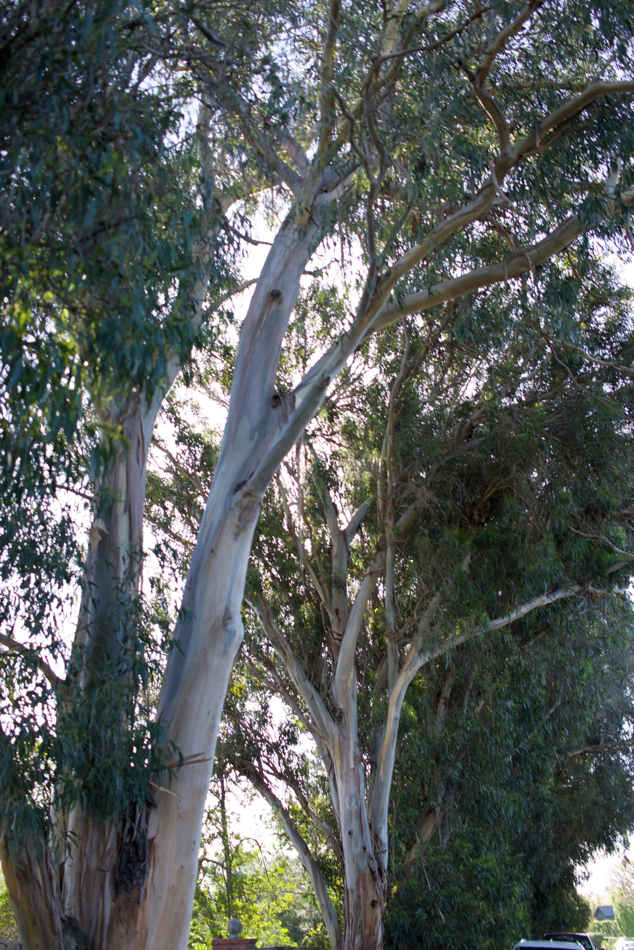  Clusters 2023:1 (2023) C-print on wood panel, 60”x40” 