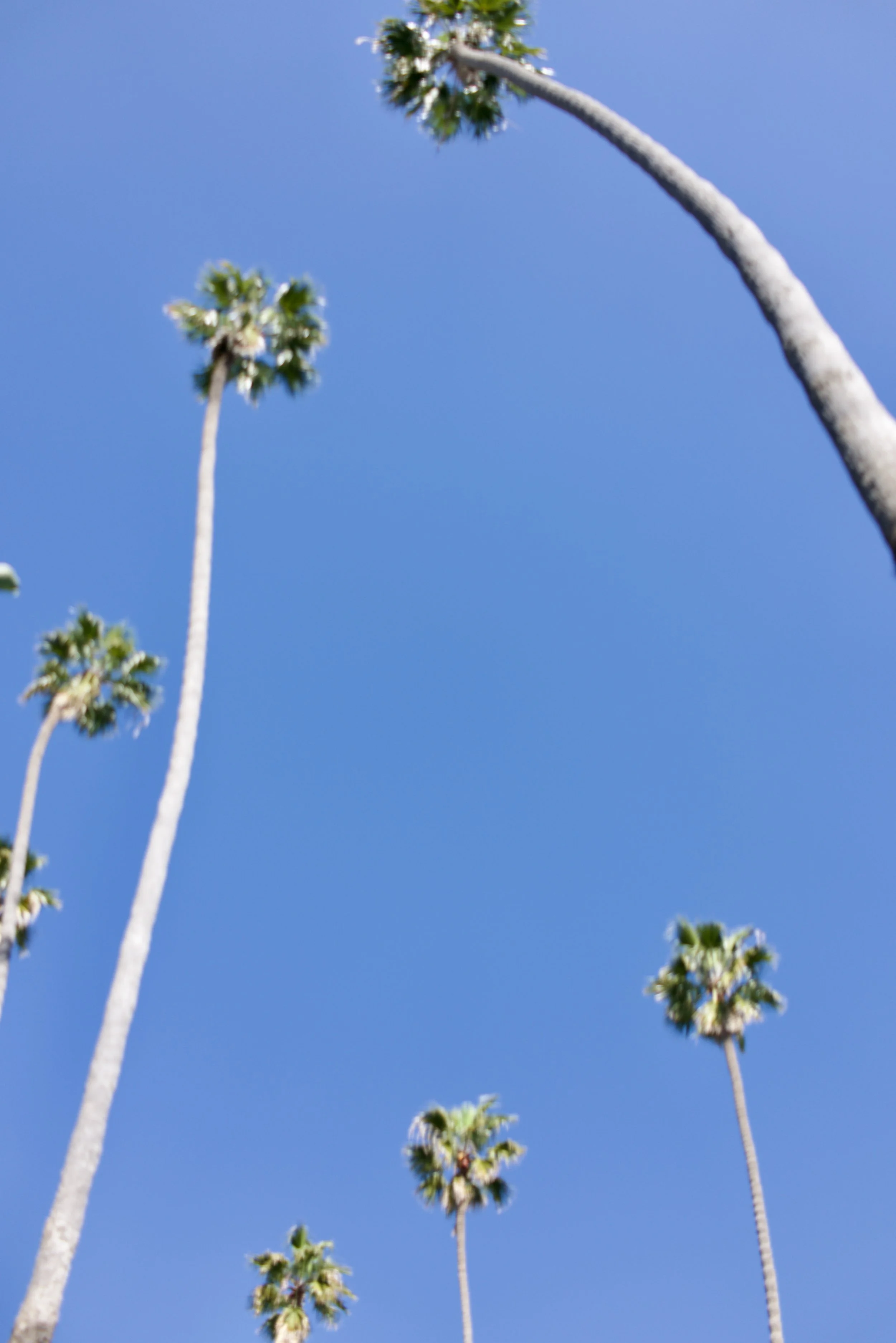  Clusters 2023:3 (2023) C-print on wood panel, 60”x40” 