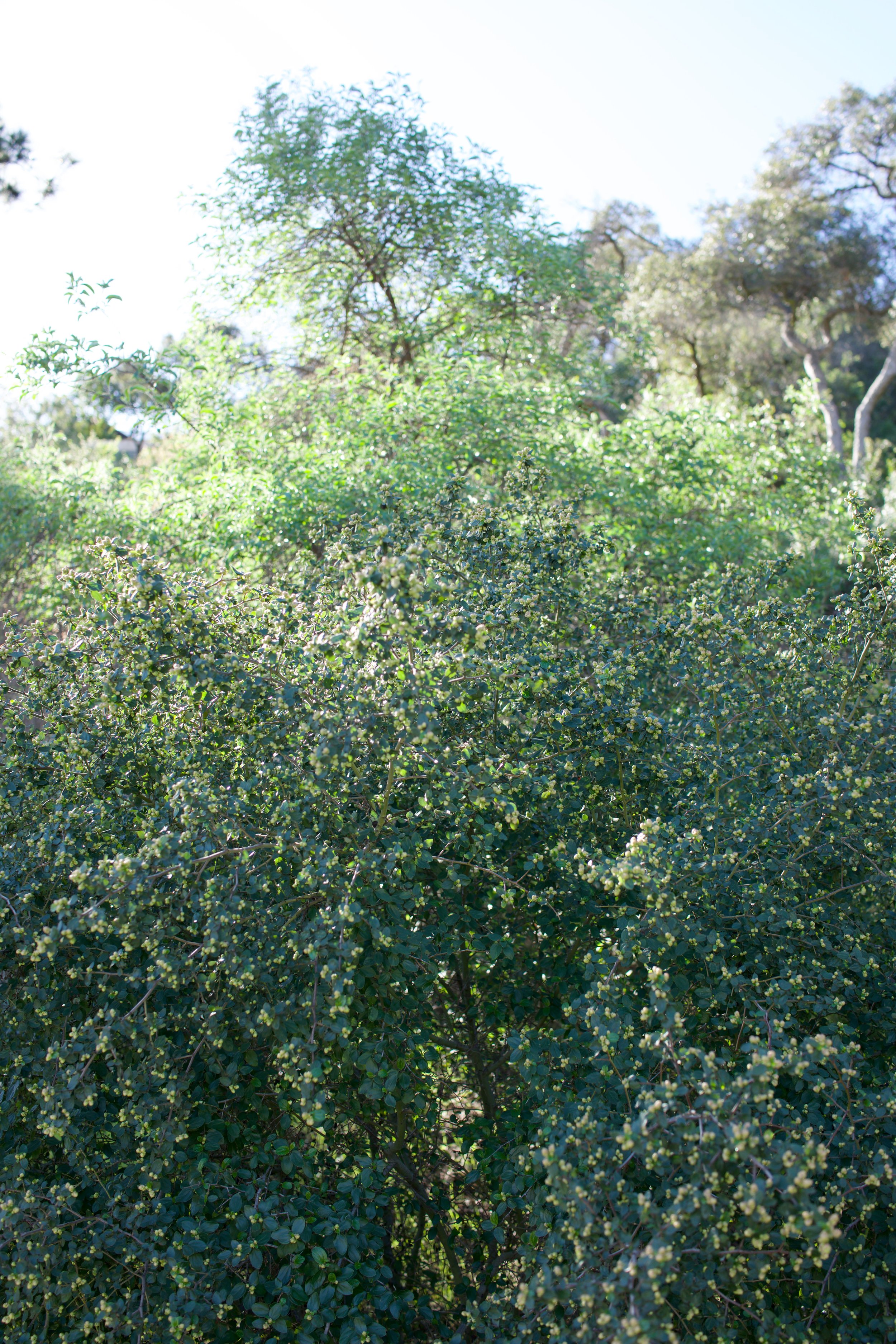  Clusters 2023:5 (2023) C-print on wood panel, 60”x40” 