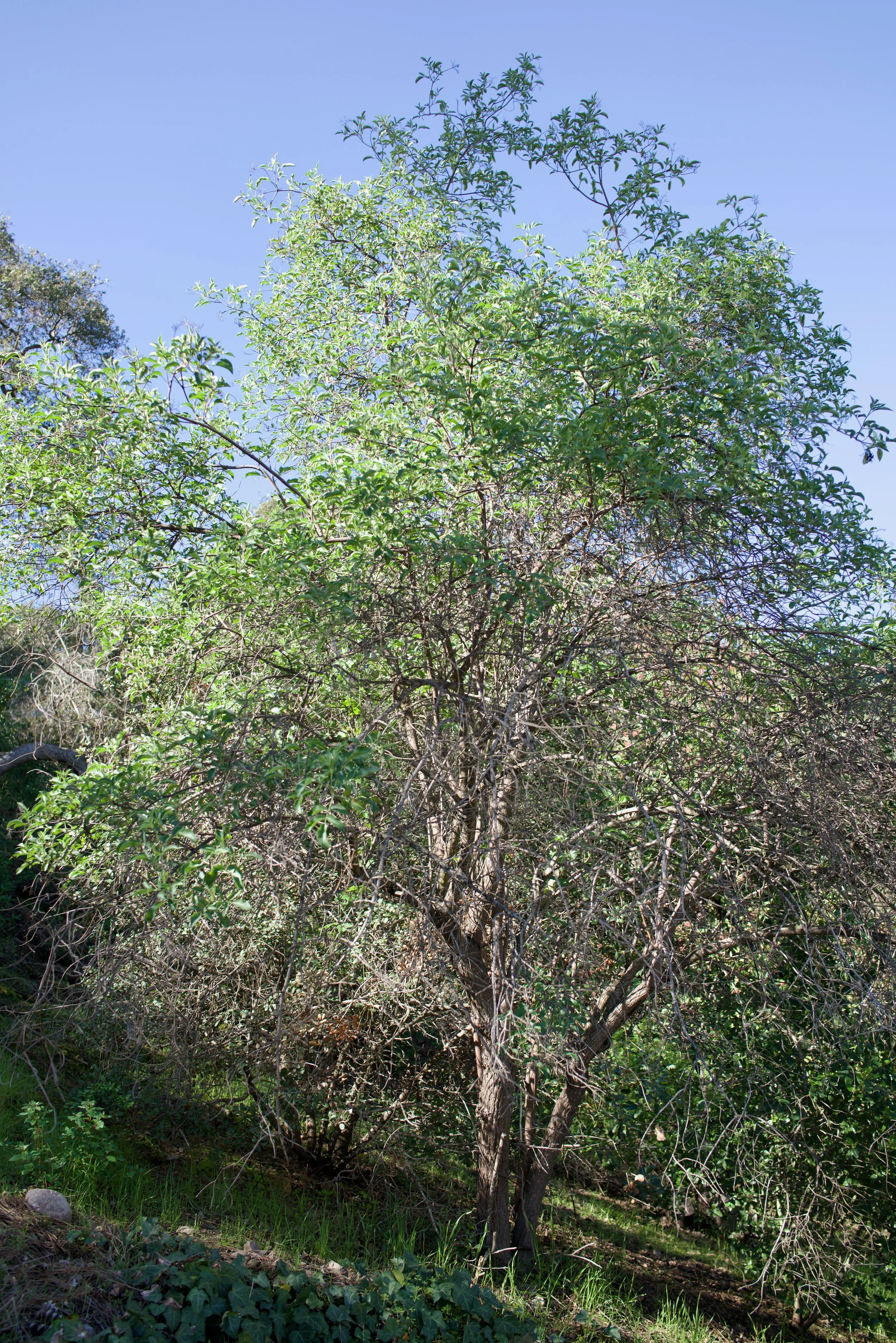  Clusters 2023:4 (2023) C-print on wood panel, 60”x40” 