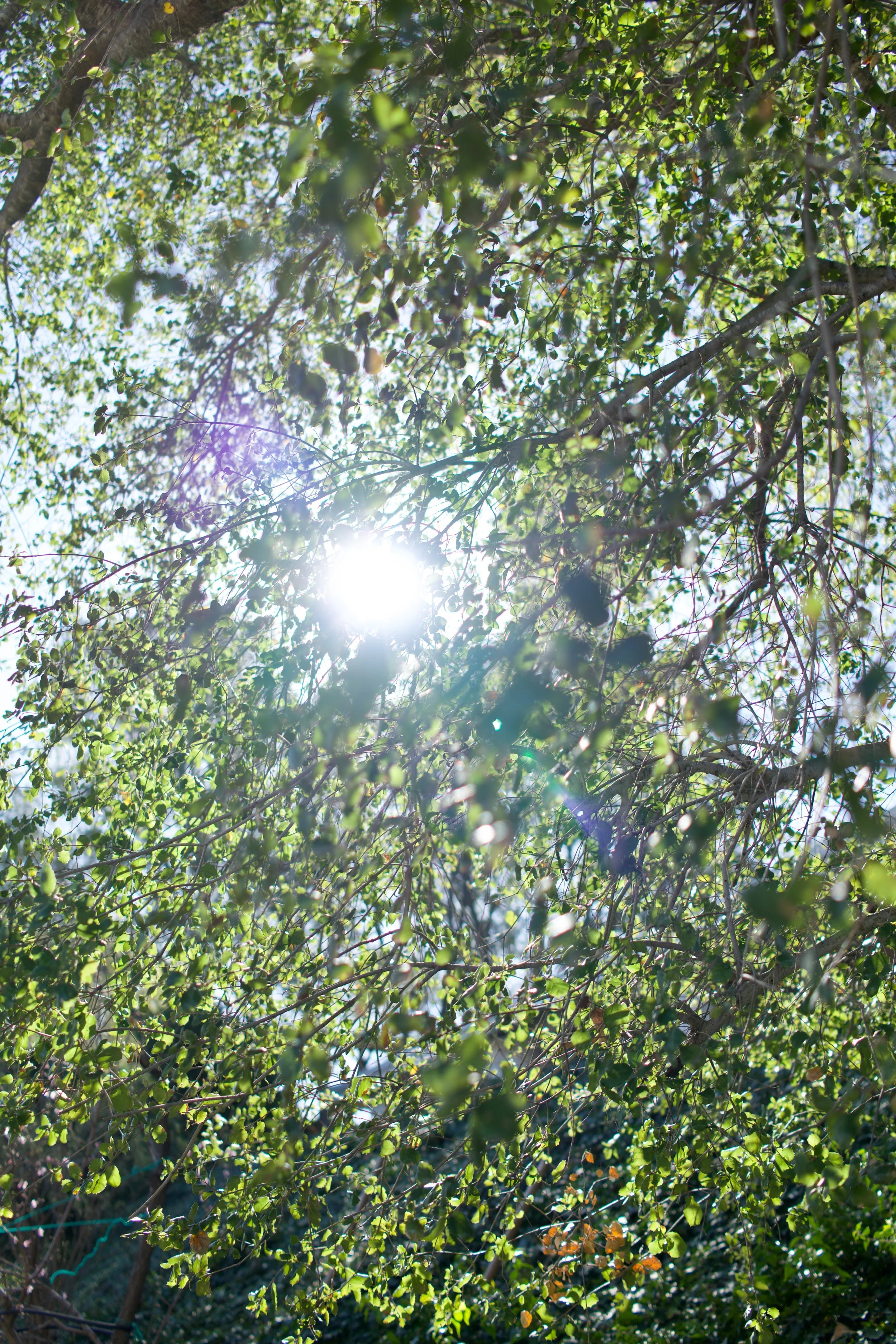  Clusters 2023:7 (2023) C-print on wood panel, 60”x40” 