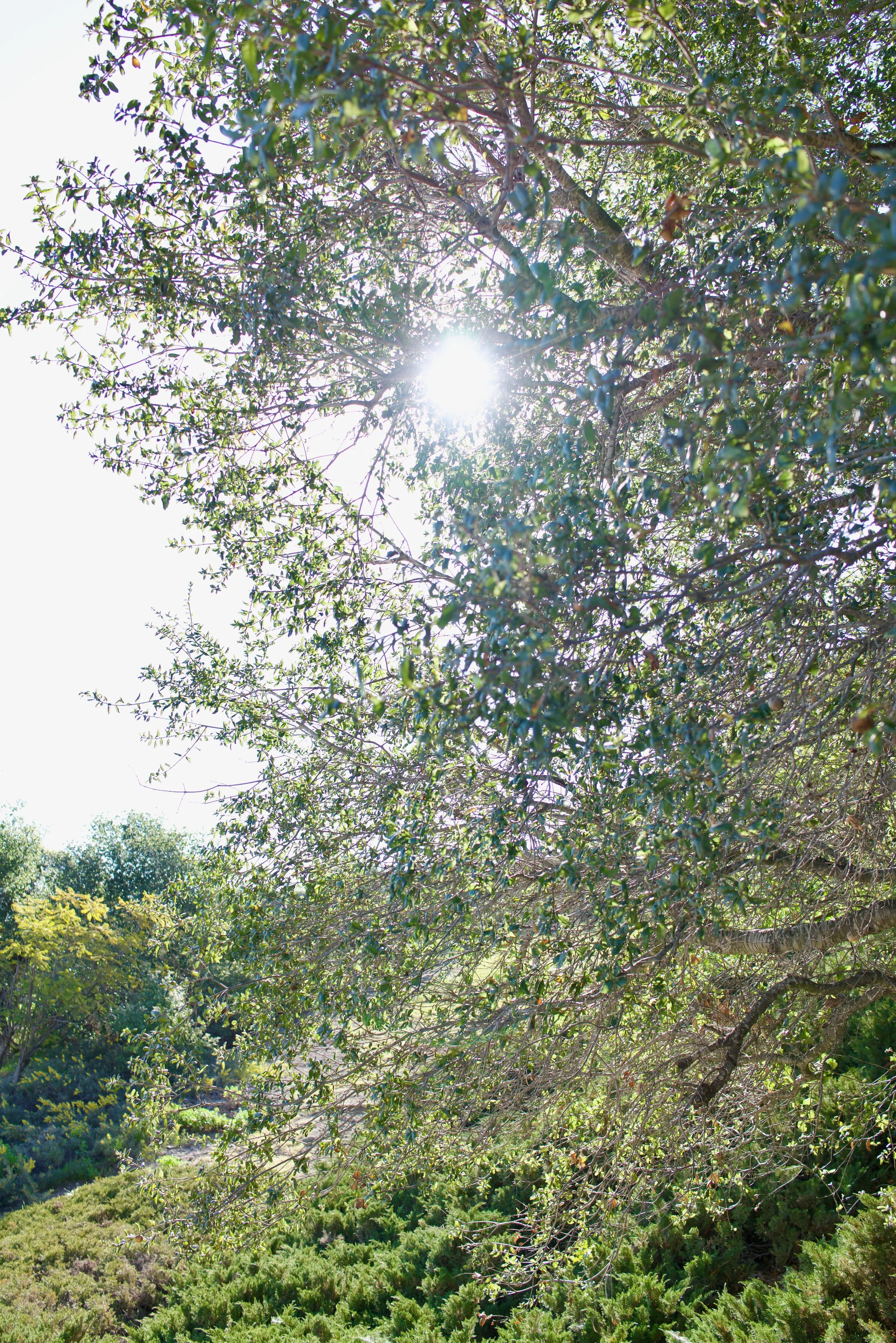  Clusters 2023:6 (2023) C-print on wood panel, 60”x40” 