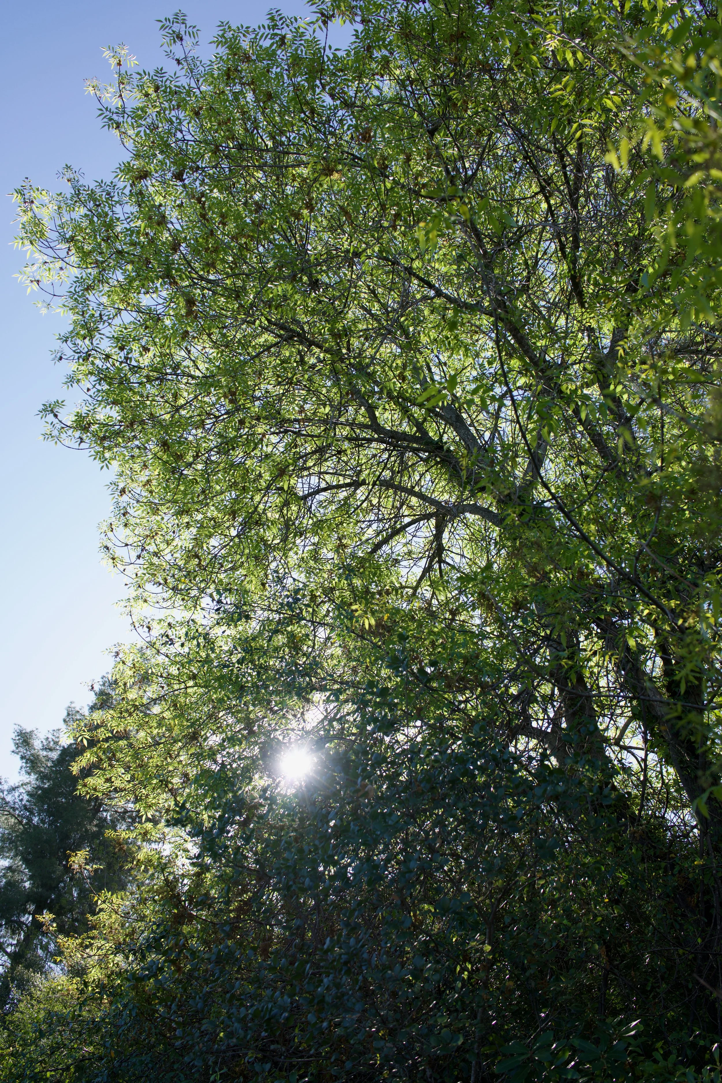  Clusters 2023:9 (2023) C-print on wood panel, 60”x40” 