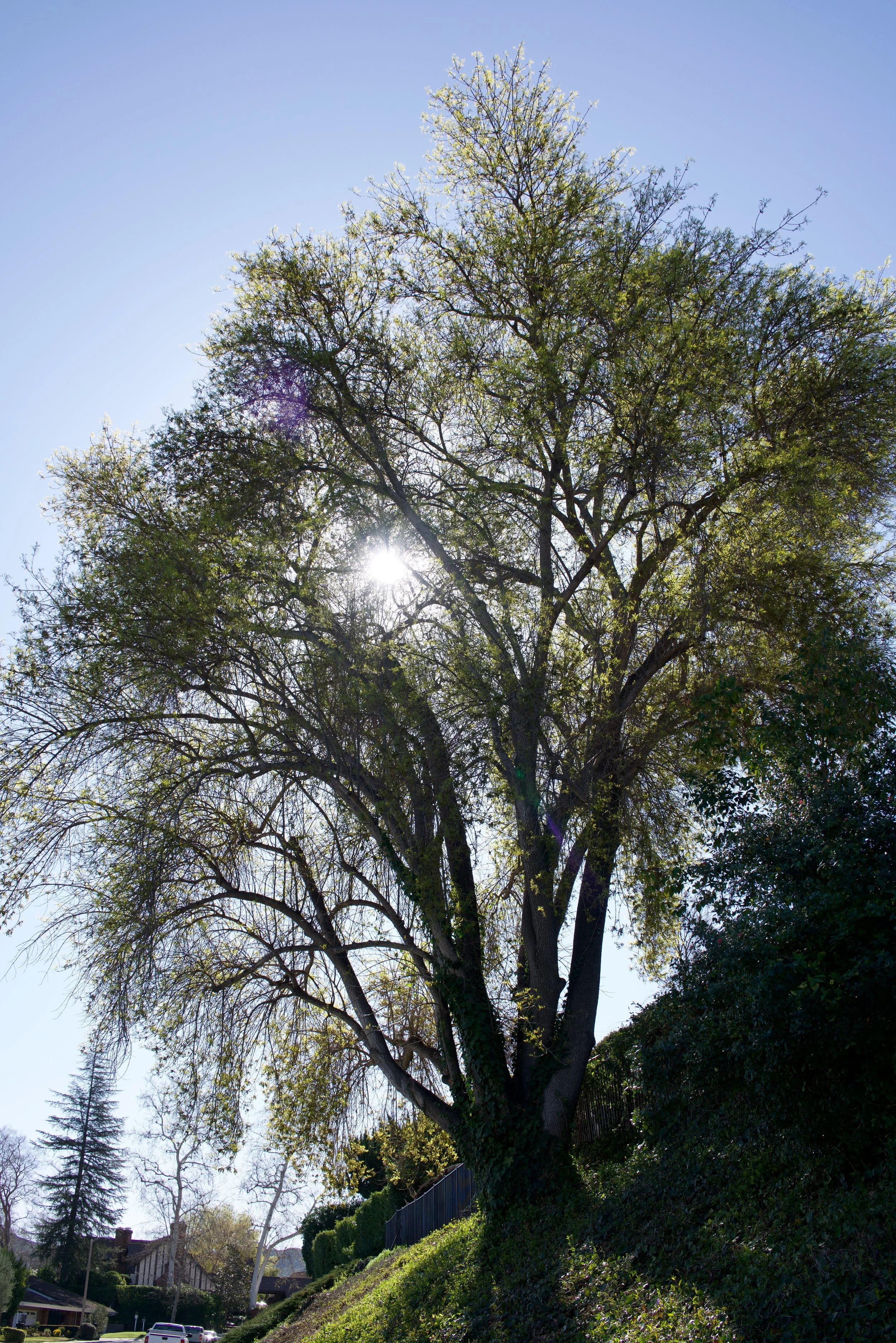  Clusters 2023:8 (2023) C-print on wood panel, 60”x40” 