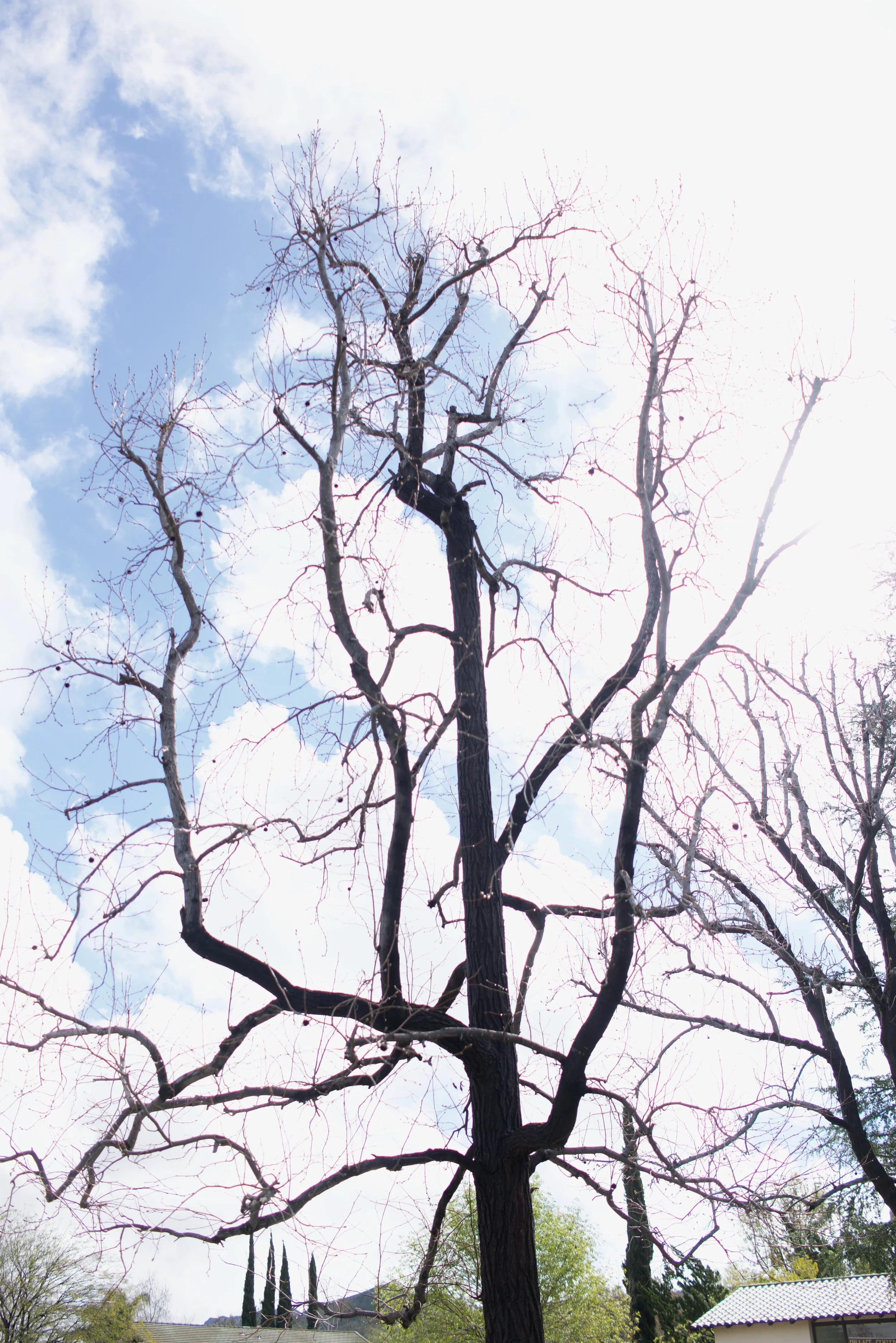  Clusters 2023:11 (2023) C-print on wood panel, 60”x40” 