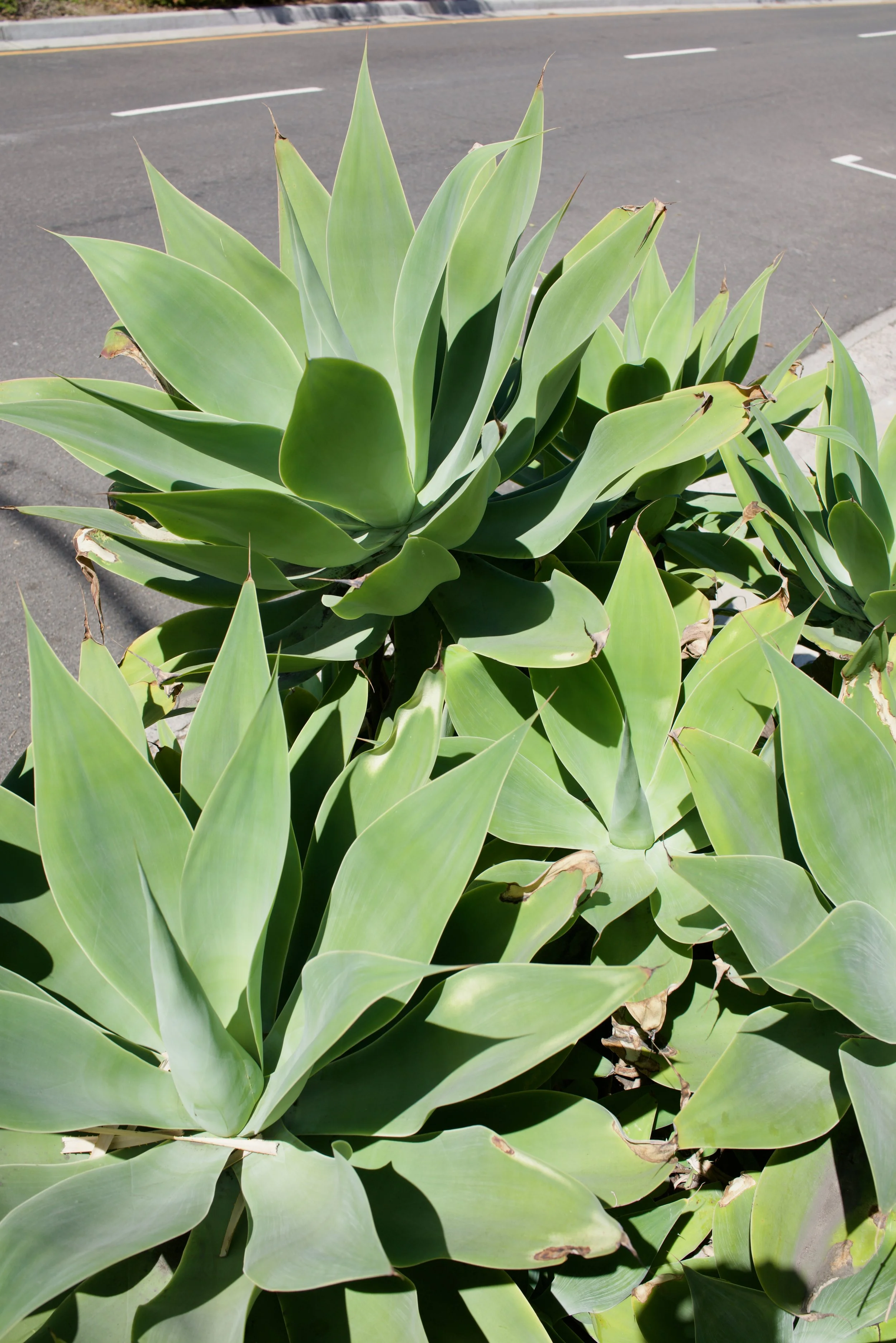  Clusters 2023:15 (2023) C-print on wood panel, 60”x40” 