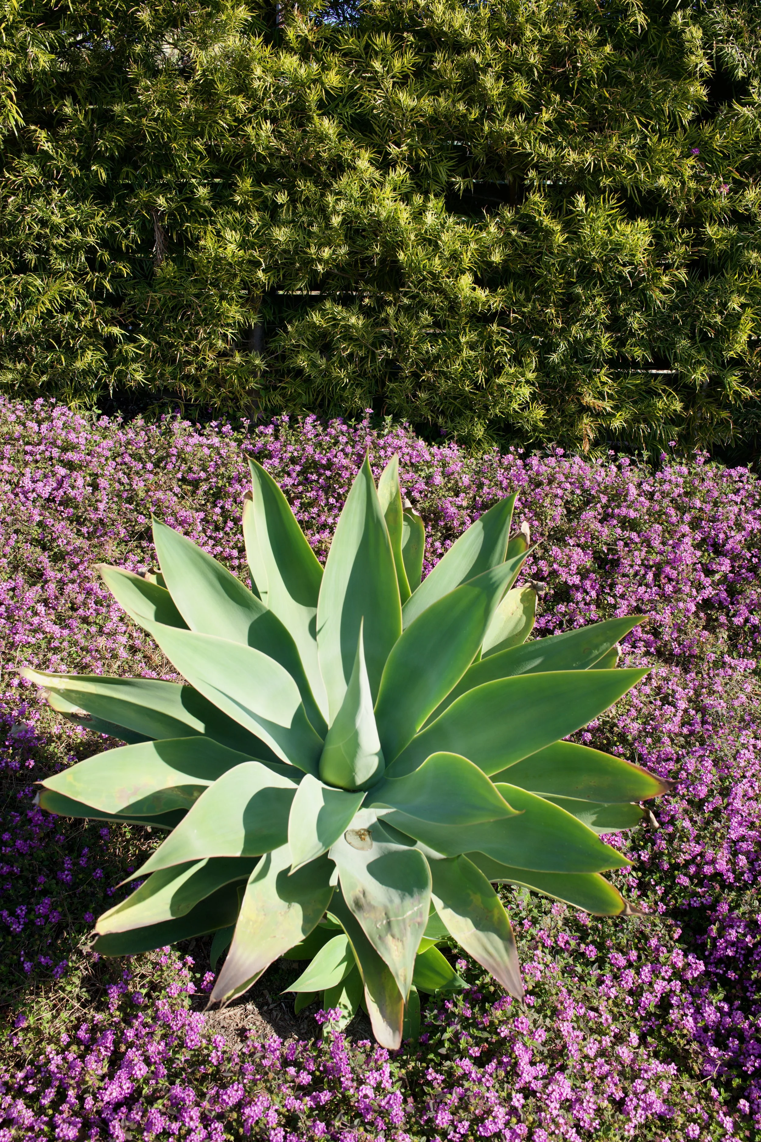  Clusters 2023:14 (2023) C-print on wood panel, 60”x40” 