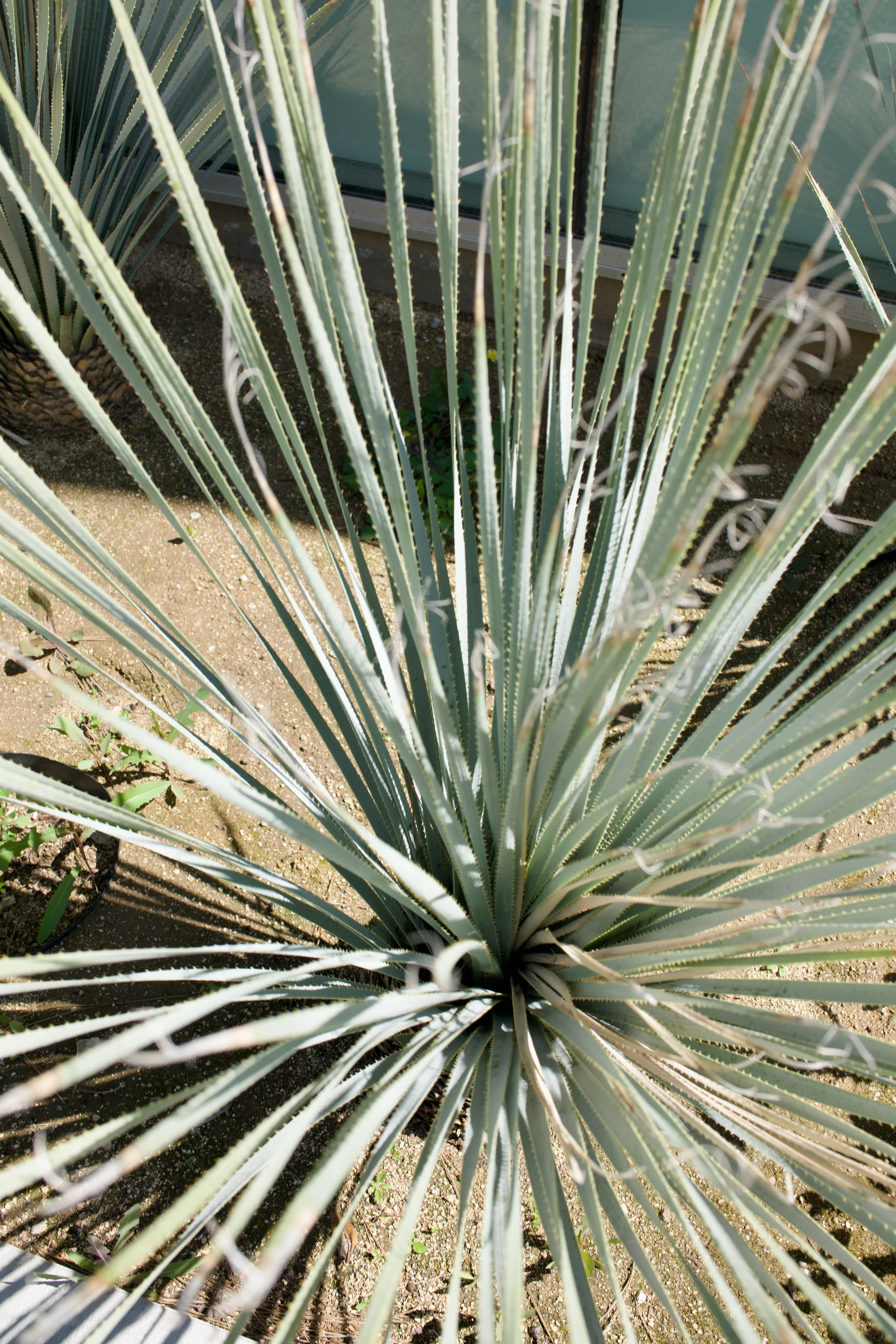  Clusters 2023:16 (2023) C-print on wood panel, 60”x40” 