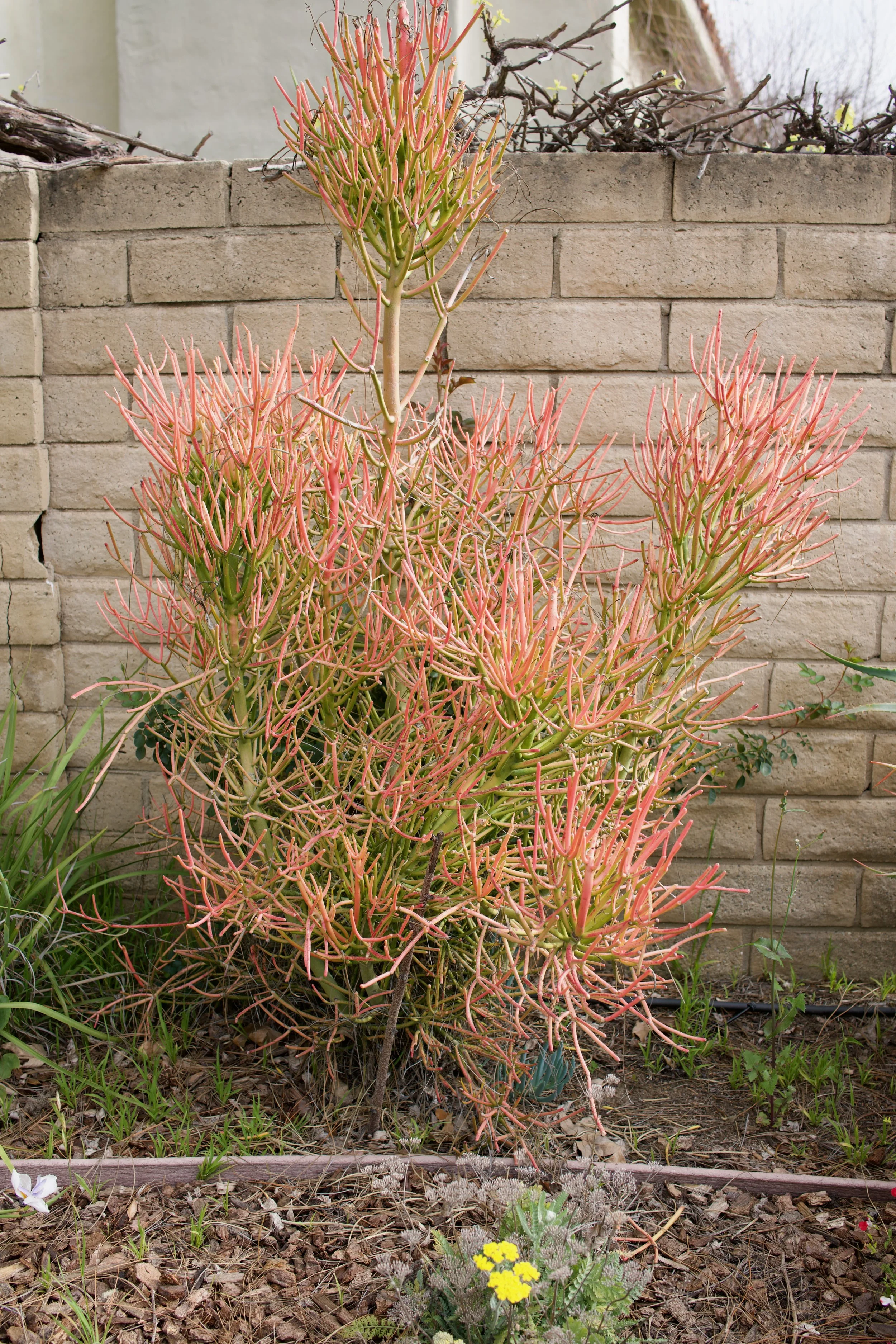  Clusters 2023:17 (2023) C-print on wood panel, 60”x40” 