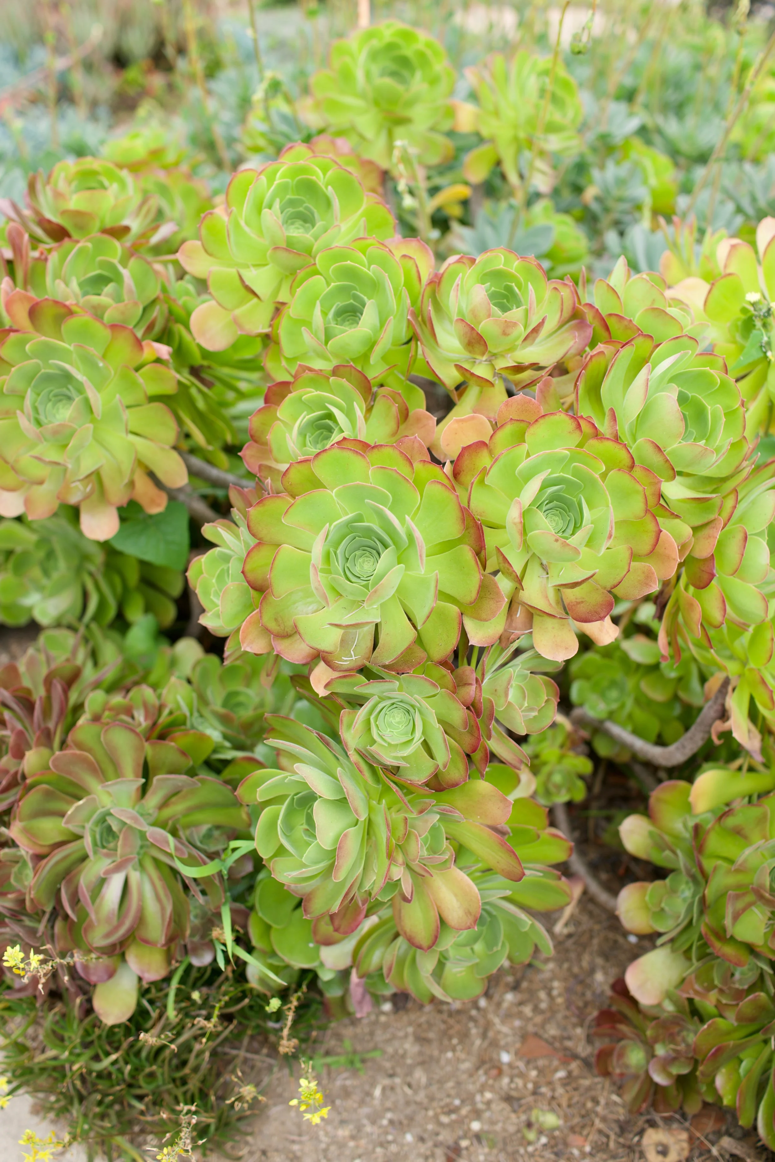  Clusters 2023:19 (2023) C-print on wood panel, 60”x40” 