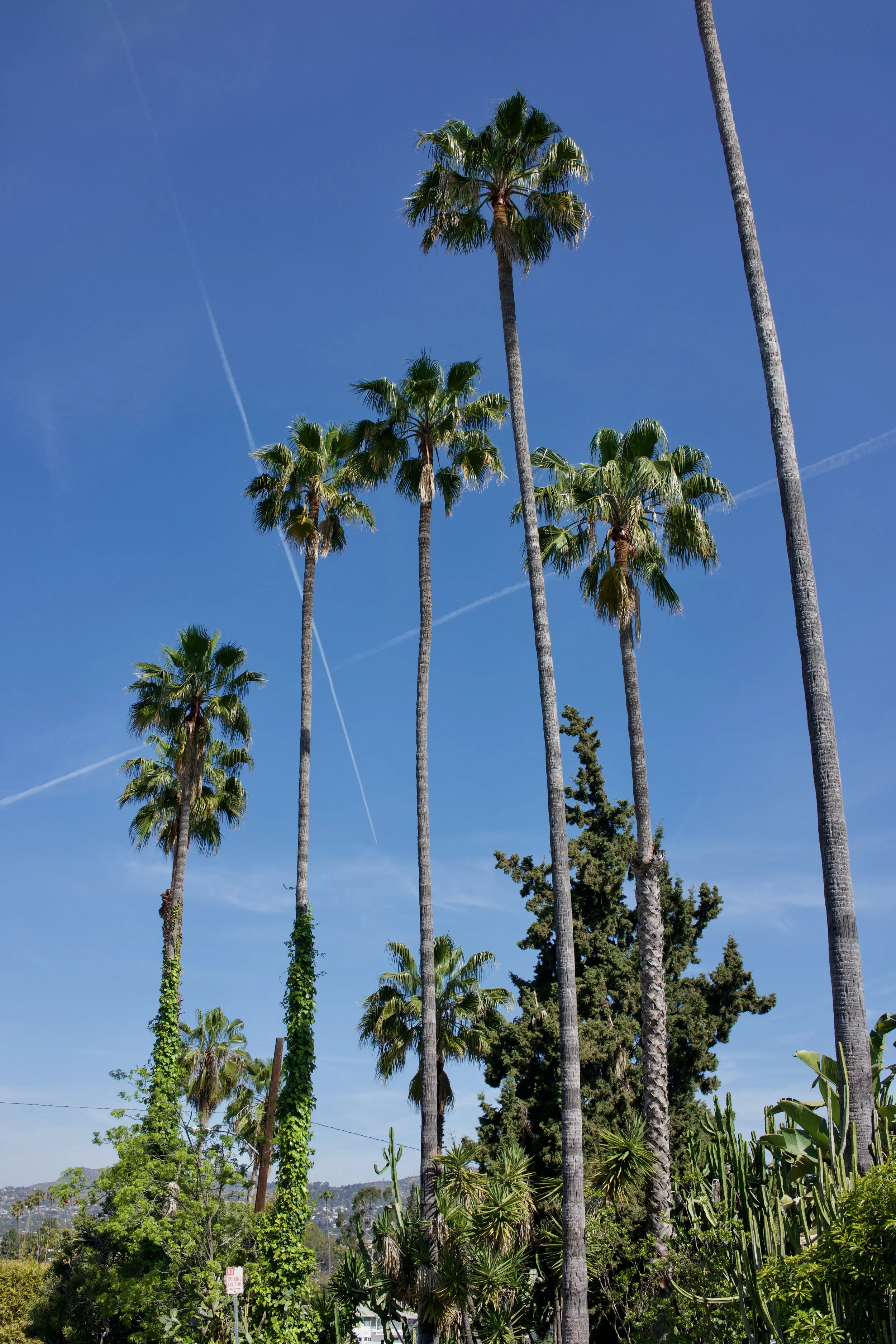  Clusters 2023:21 (2023) C-print on wood panel, 60”x40” 