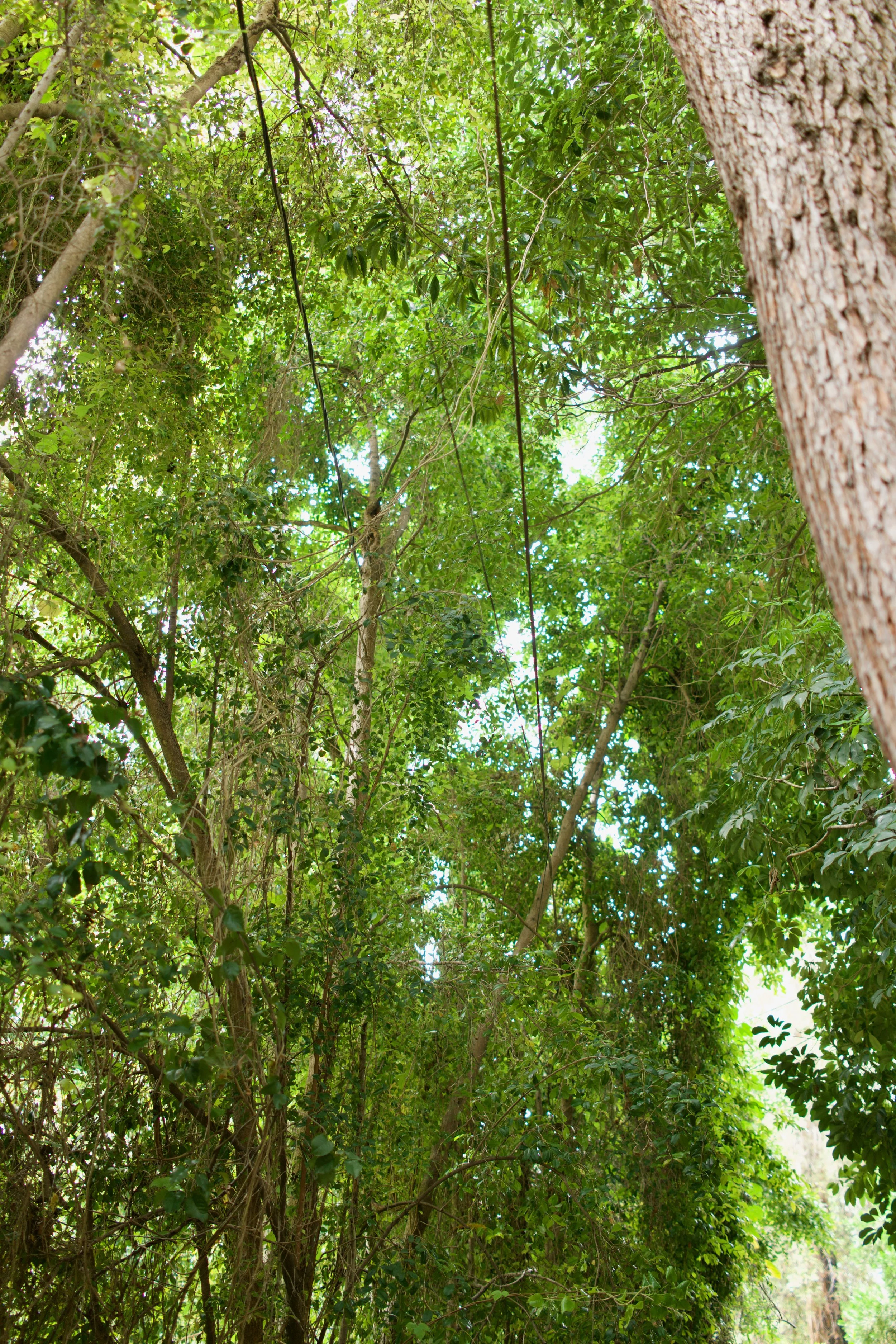  Clusters 2023:27 (2023) C-print on wood panel, 60”x40” 