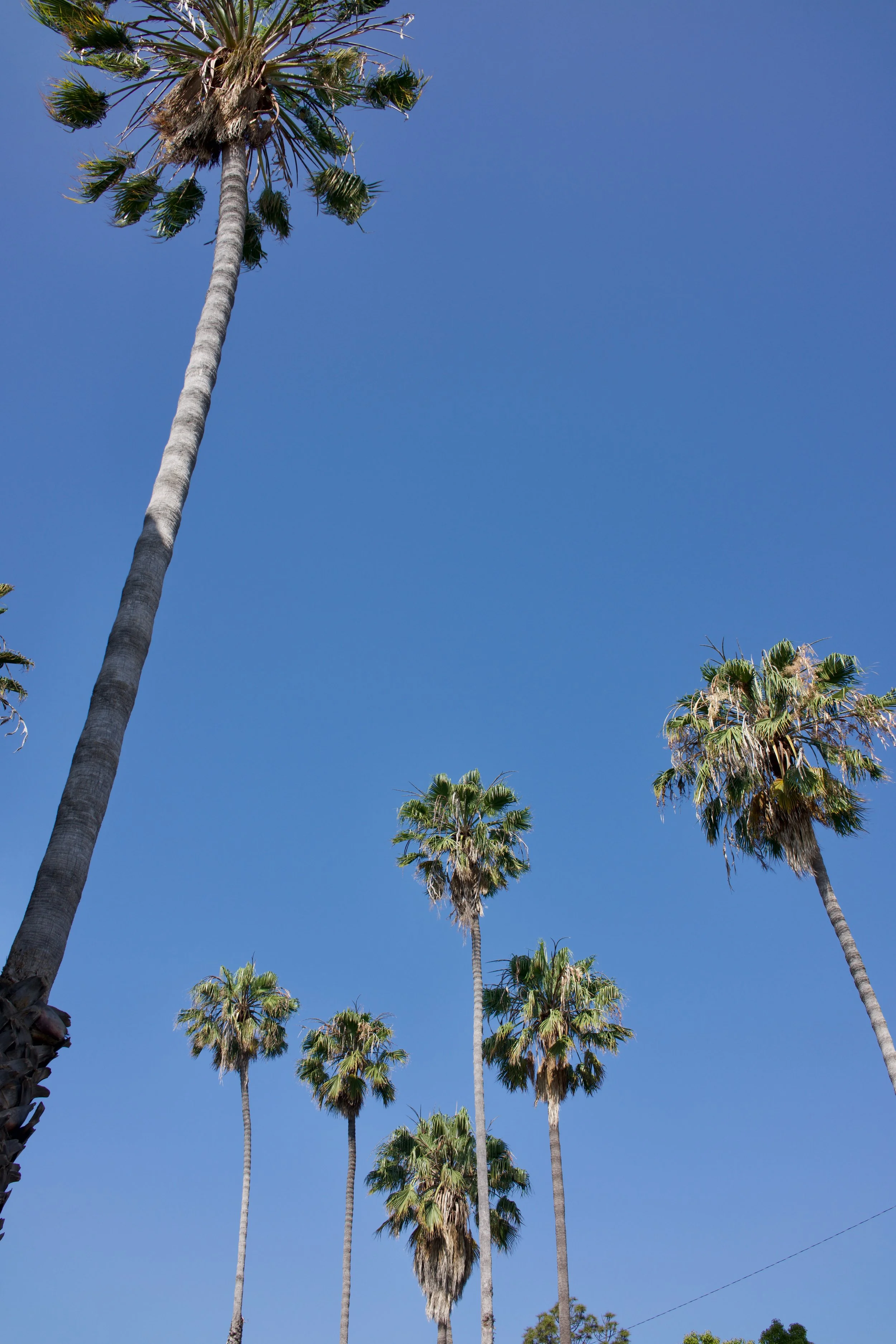  Clusters 2023:29 (2023) C-print on wood panel, 60”x40” 