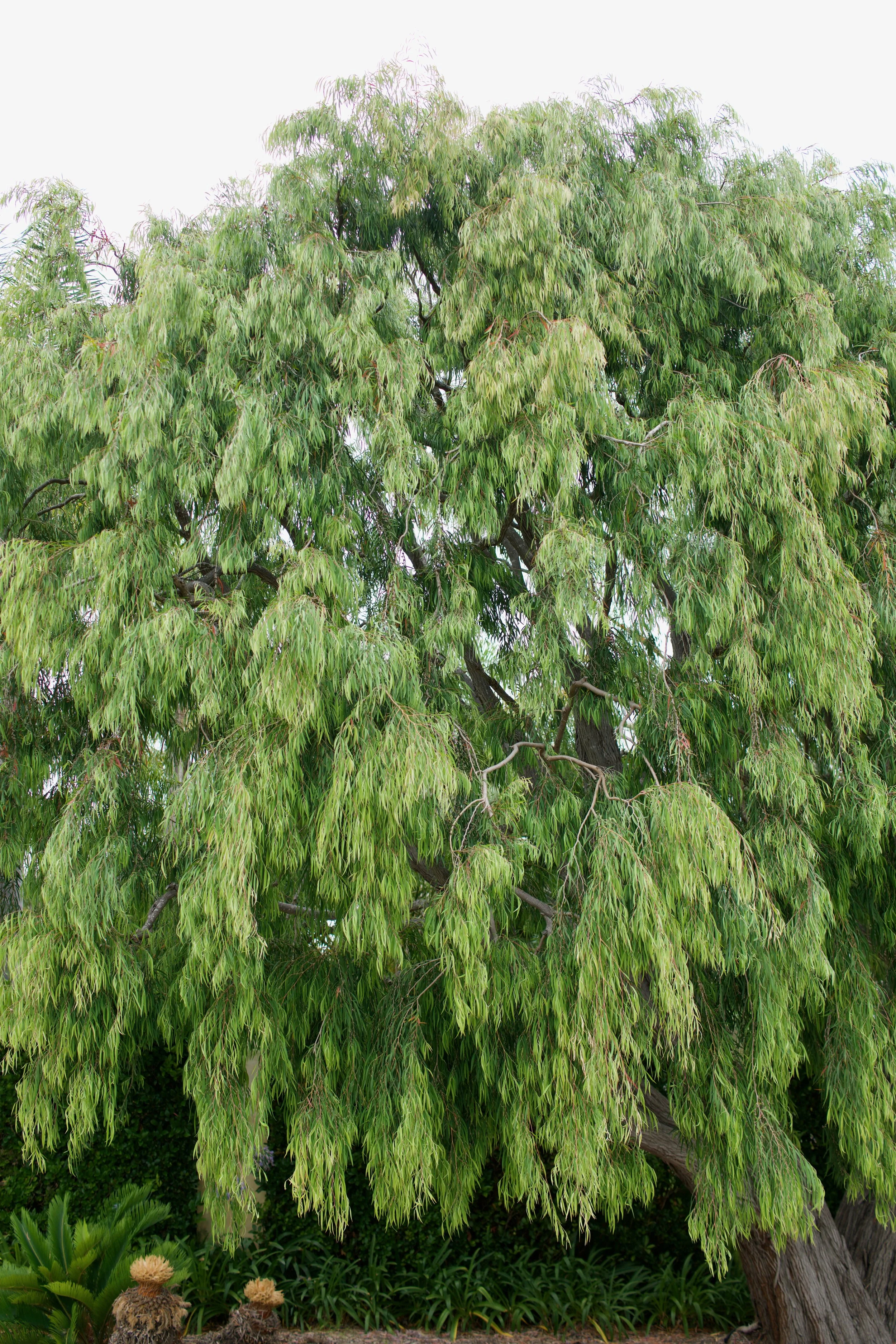  Clusters 2023:31 (2023) C-print on wood panel, 60”x40” 