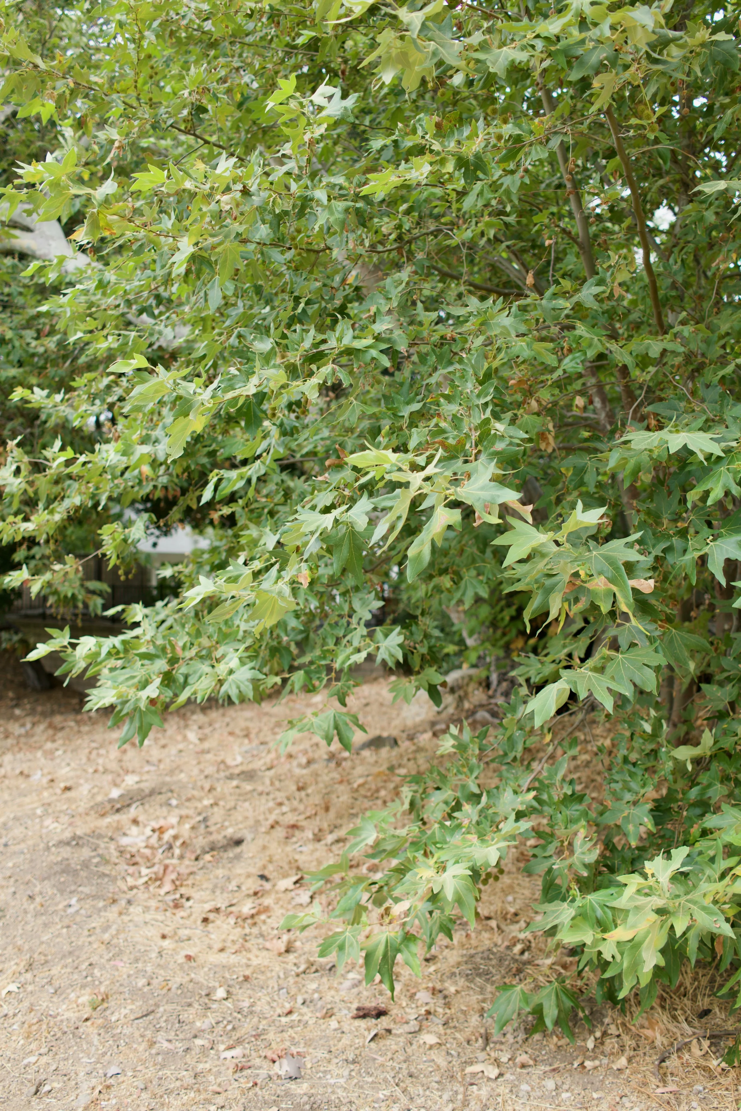  Clusters 2023:33 (2023) C-print on wood panel, 60”x40” 