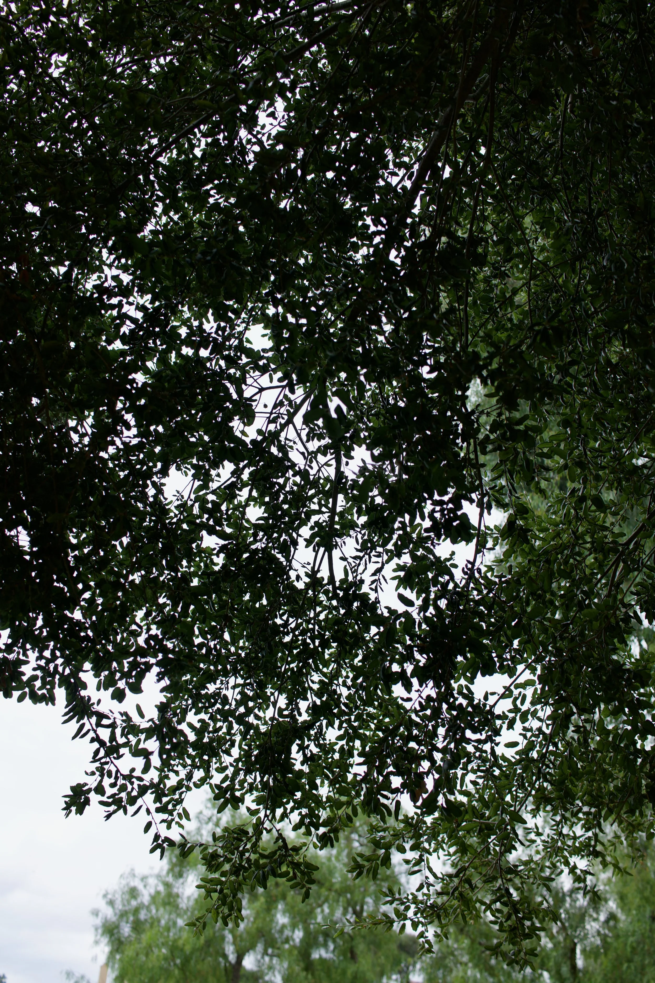  Clusters 2023:35 (2023) C-print on wood panel, 60”x40” 