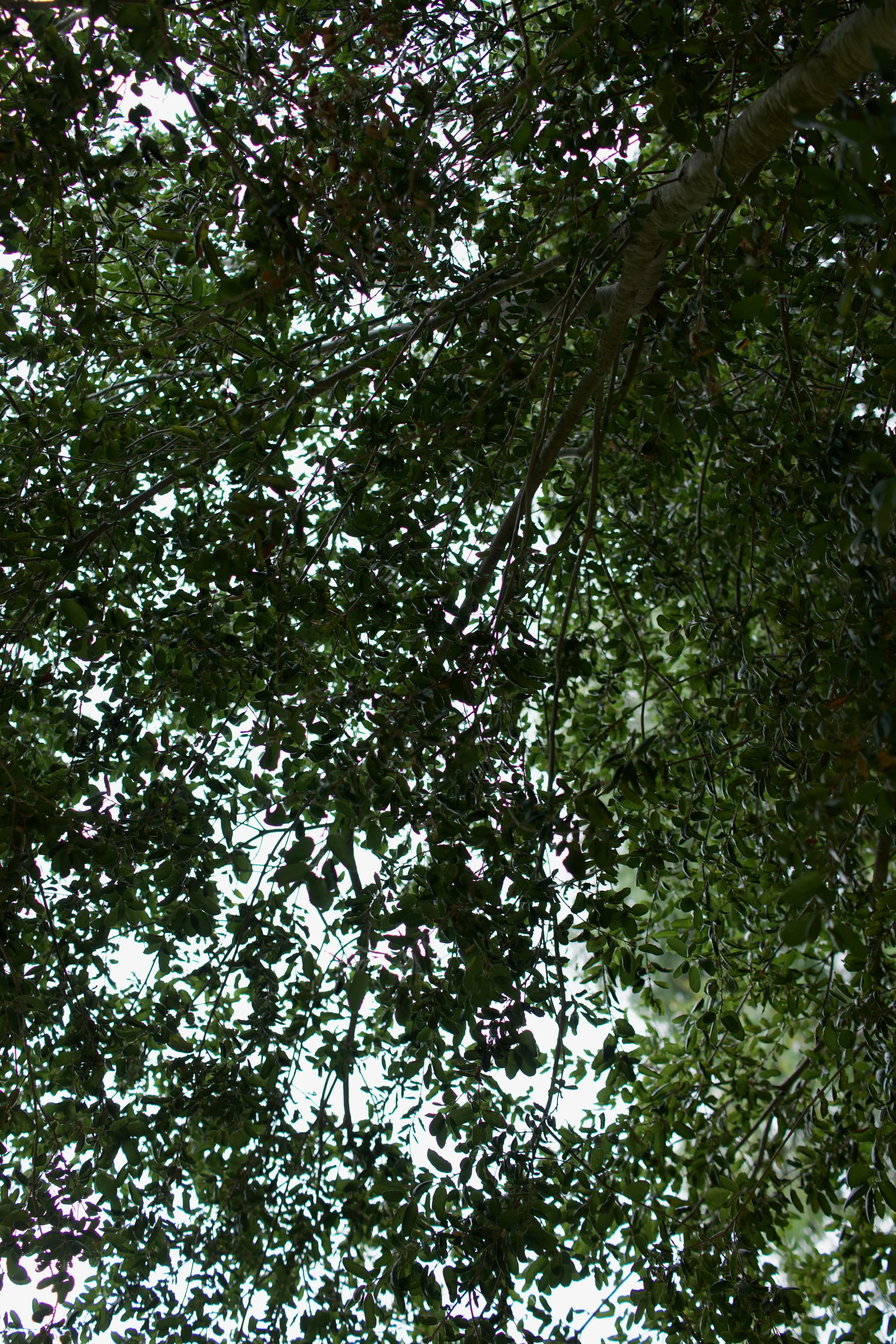  Clusters 2023:36 (2023) C-print on wood panel, 60”x40” 