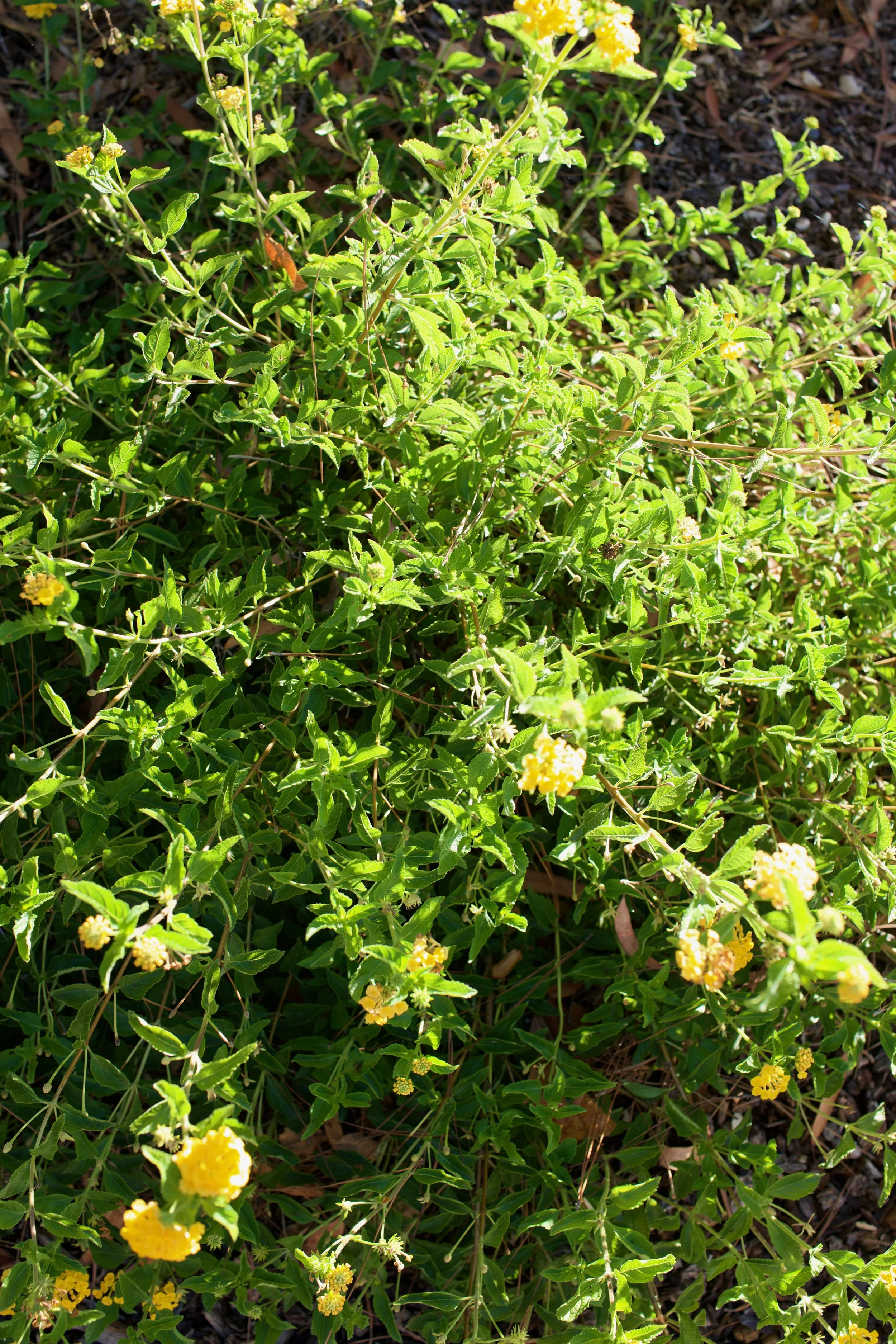  Clusters 2023:37 (2023) C-print on wood panel, 60”x40” 