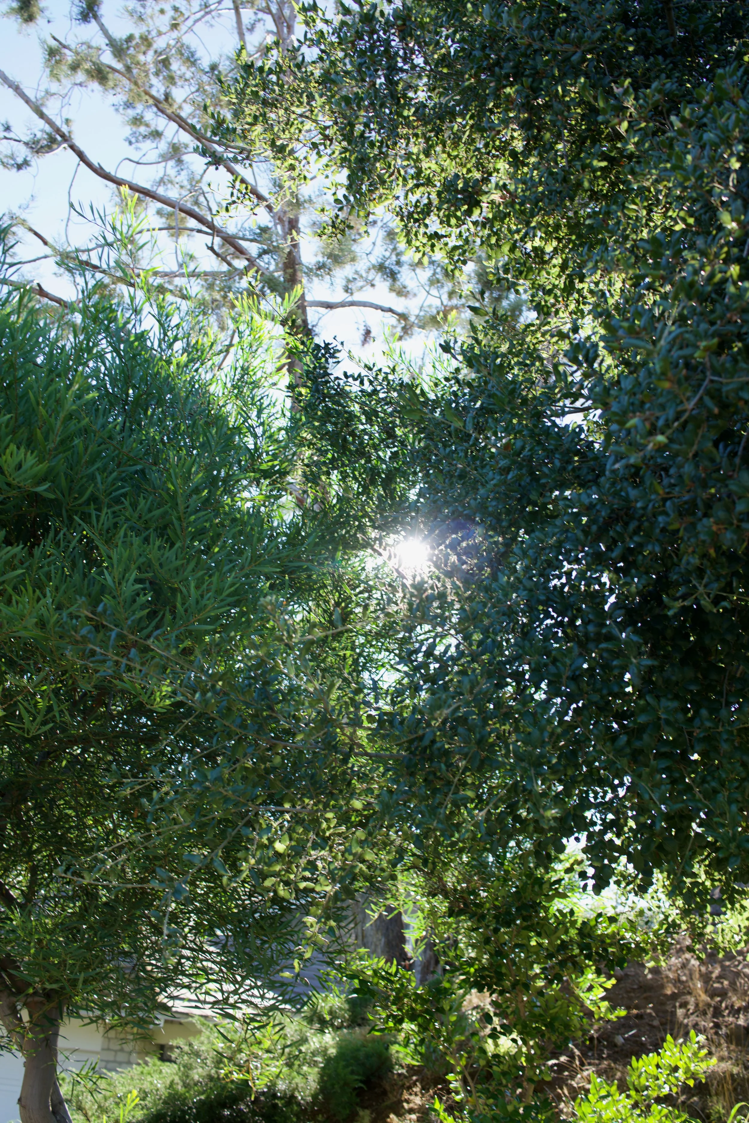  Clusters 2023:39 (2023) C-print on wood panel, 60”x40” 