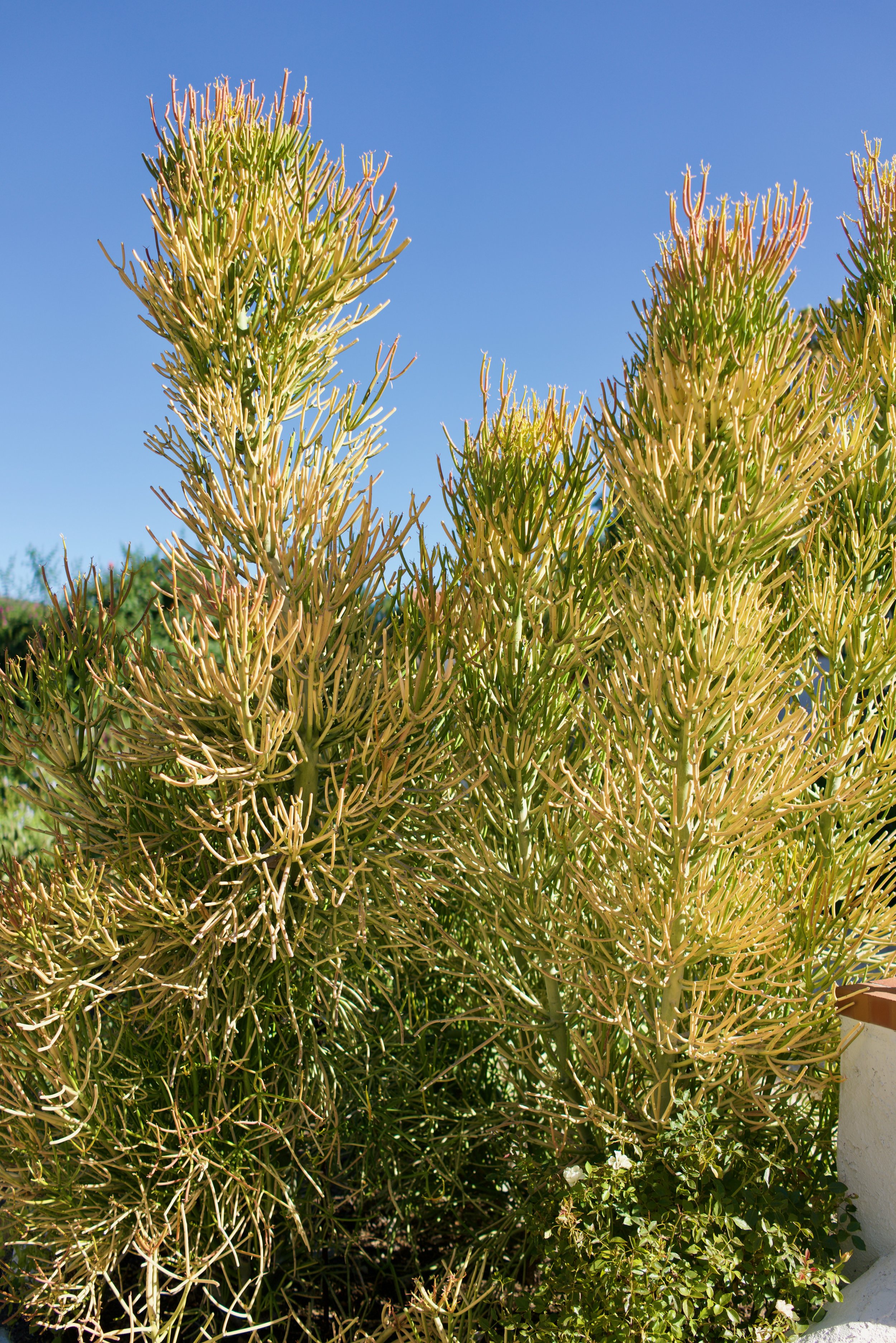  Clusters 2023:42 (2023) C-print on wood panel, 60”x40” 