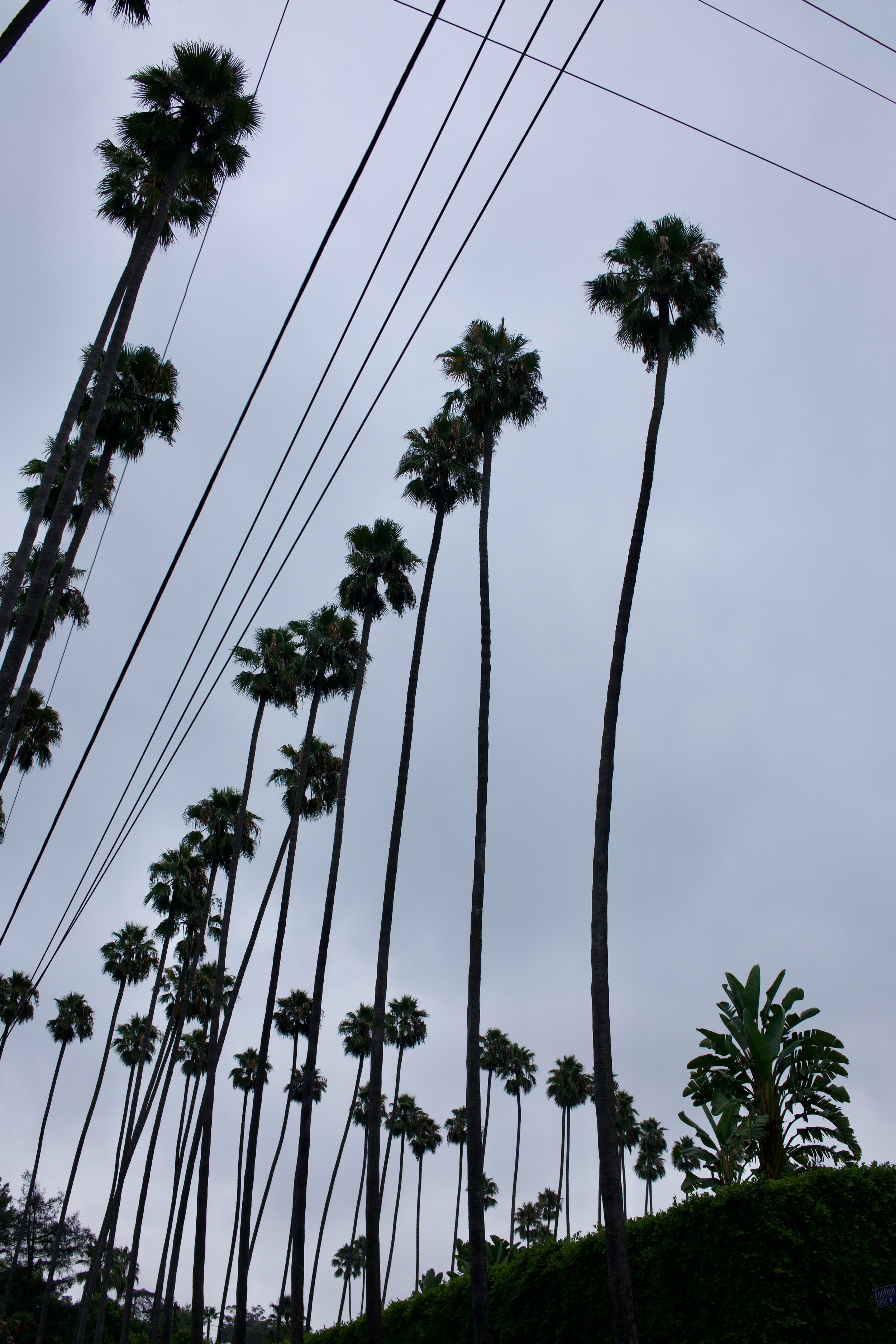  Clusters 2023:43 (2023) C-print on wood panel, 60”x40” 