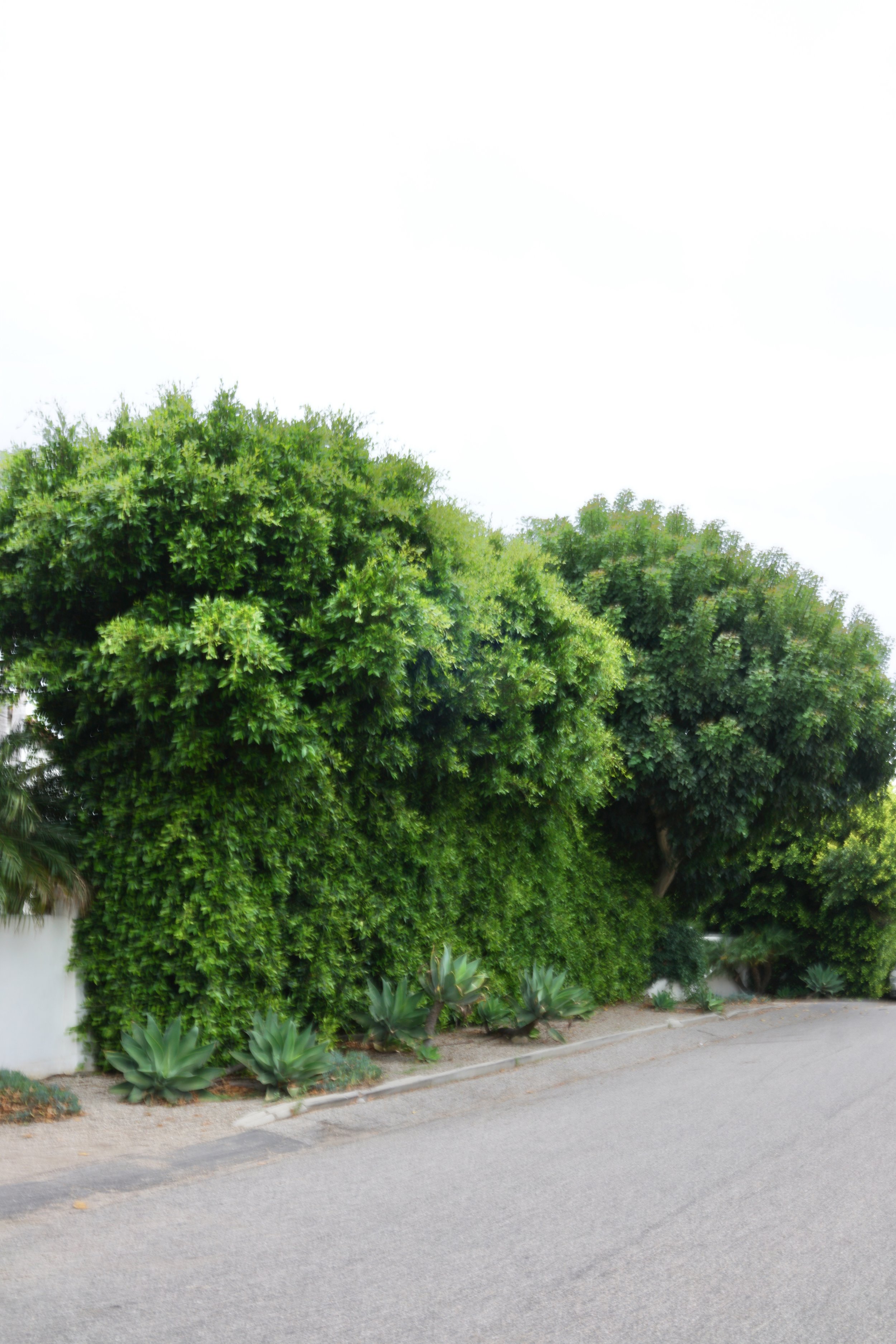  Clusters 2023:44 (2023) C-print on wood panel, 60”x40” 