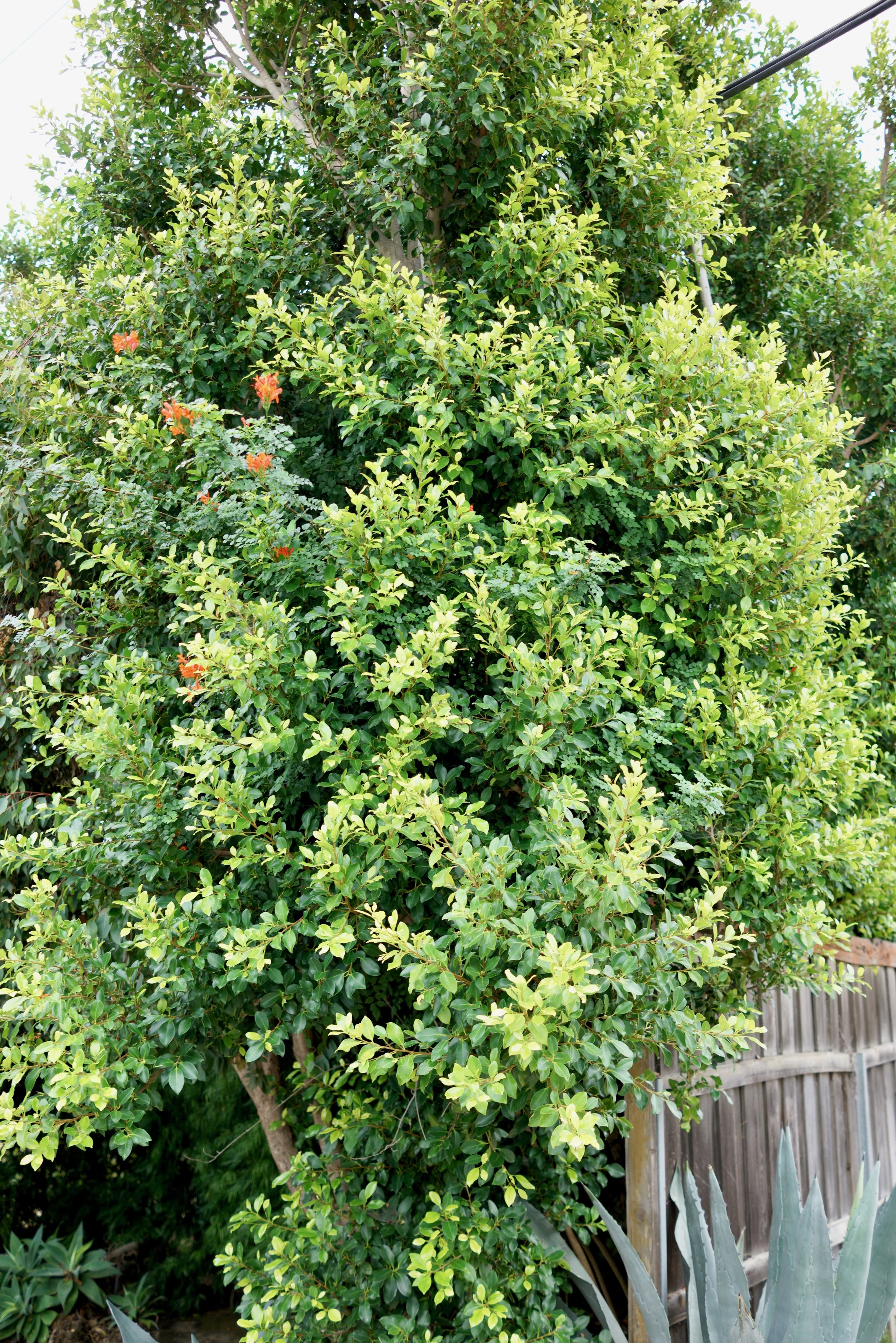  Clusters 2023:46 (2023) C-print on wood panel, 60”x40” 