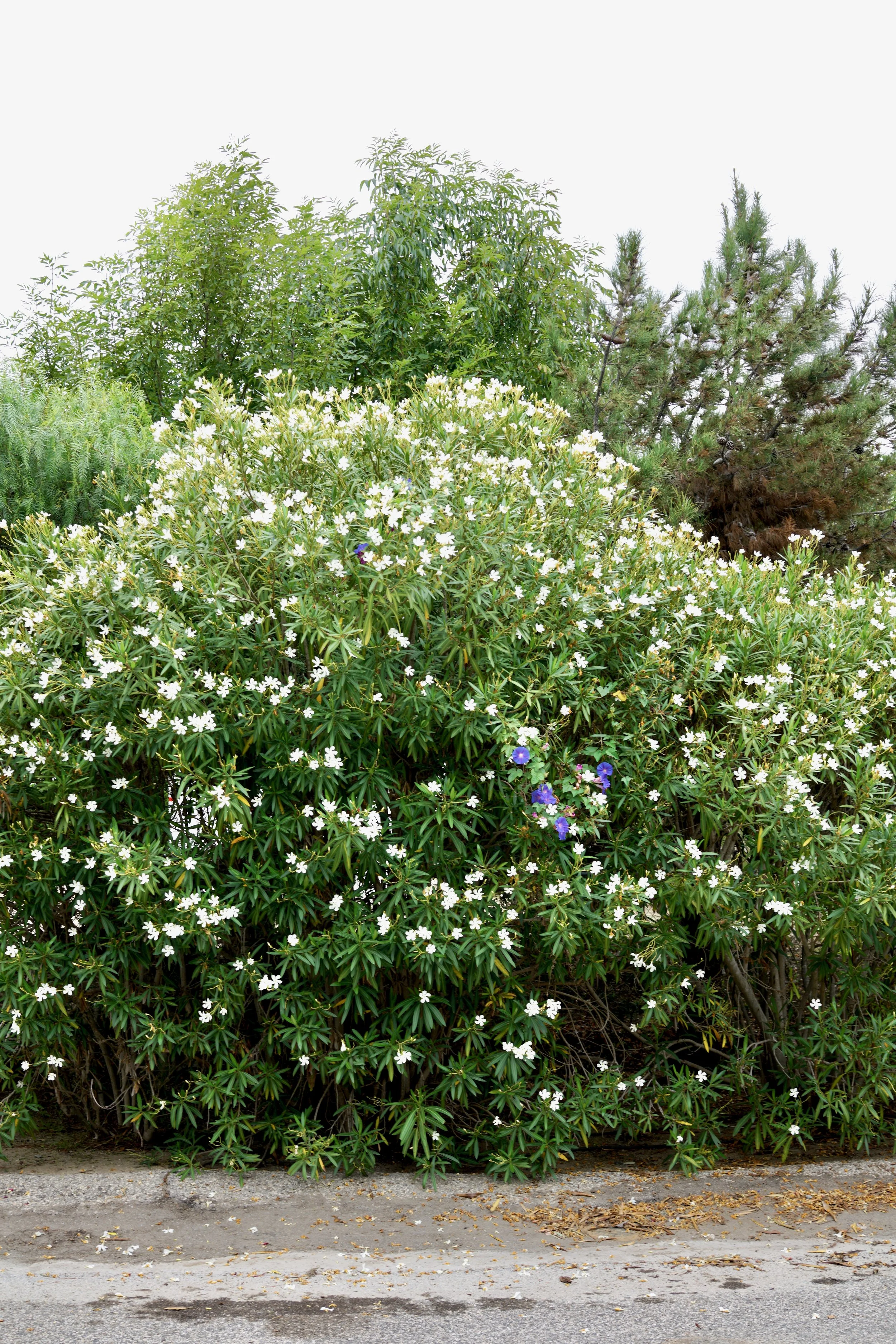  Clusters 2023:47 (2023) C-print on wood panel, 60”x40” 